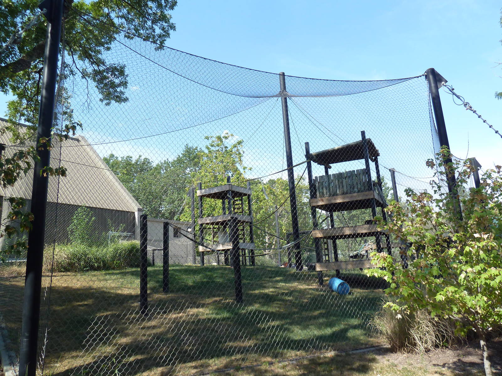 Bornean Orangutan Exhibit