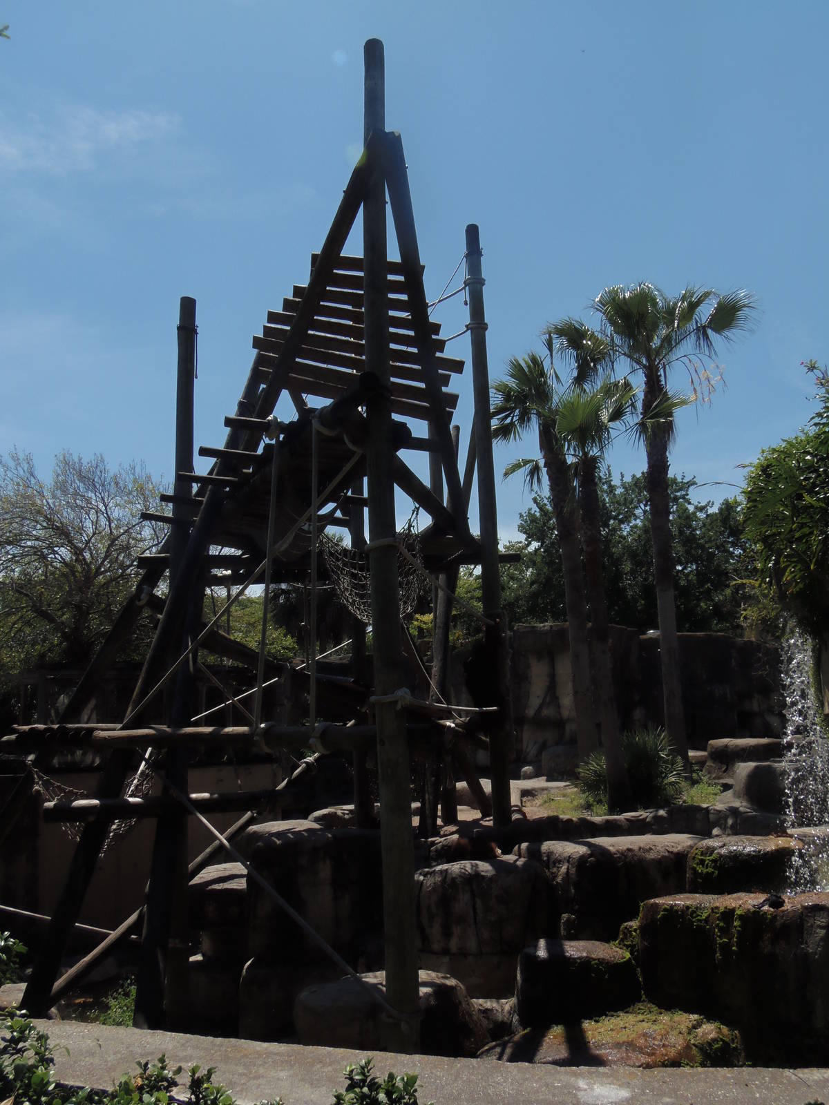 Bornean Orangutan Exhibit