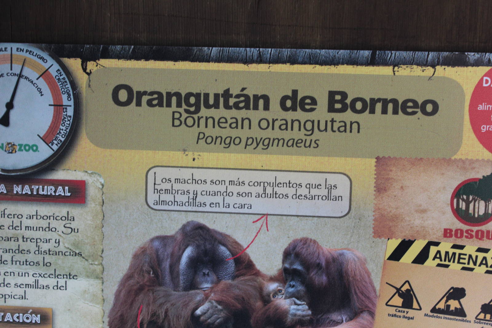 Bornean Orangutan Exhibit