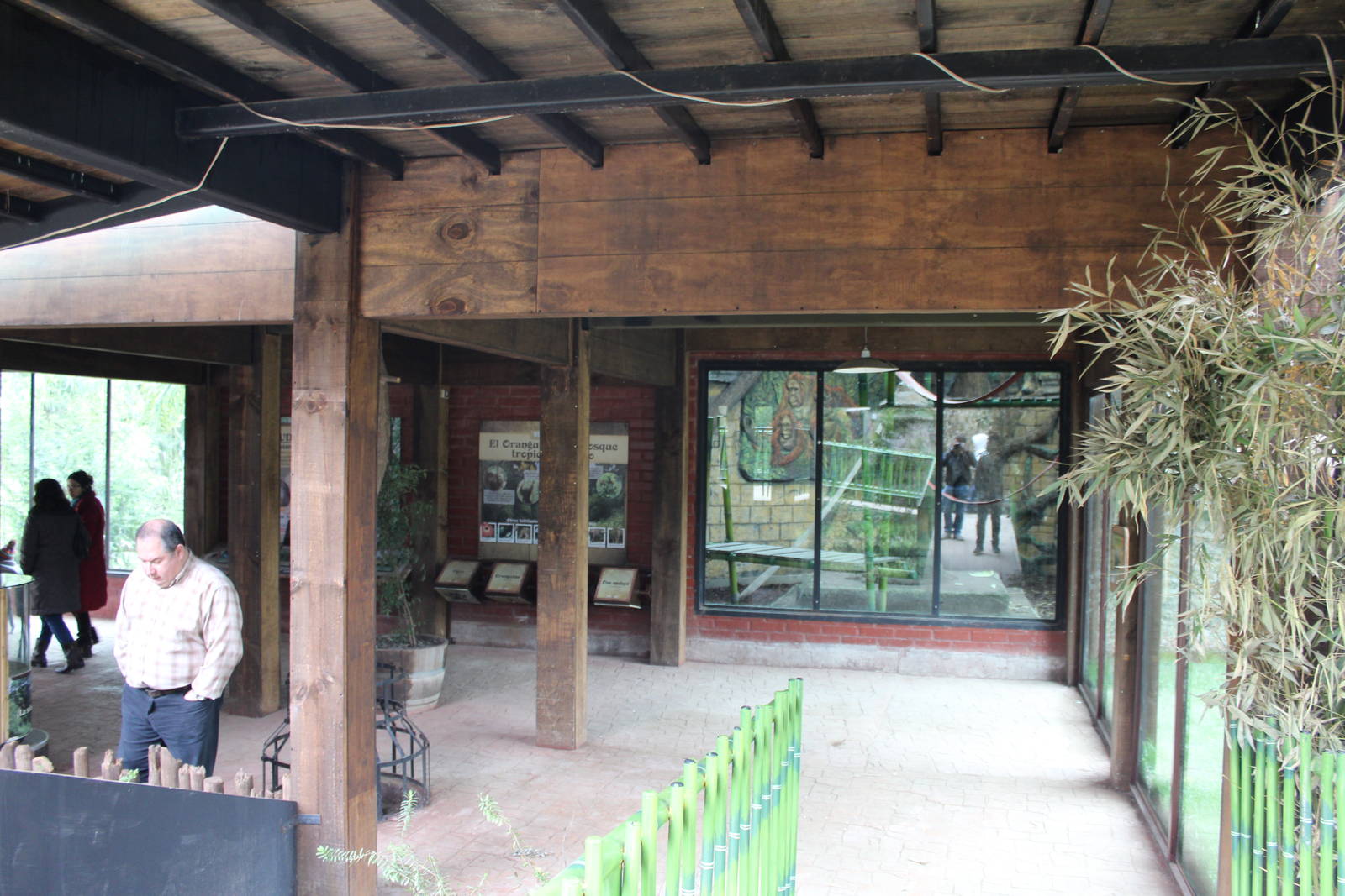 Bornean Orangutan Exhibit