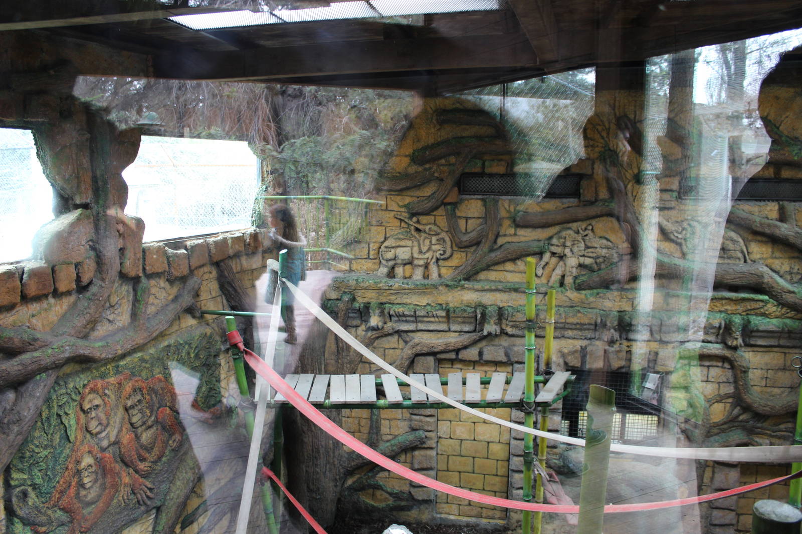 Bornean Orangutan Exhibit