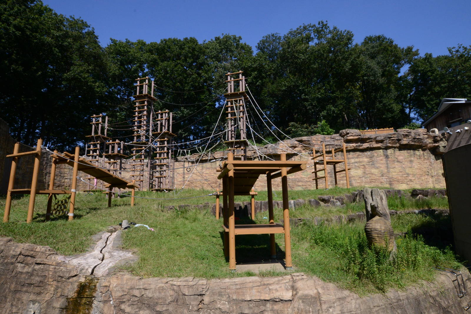 Bornean orangutan exhibit