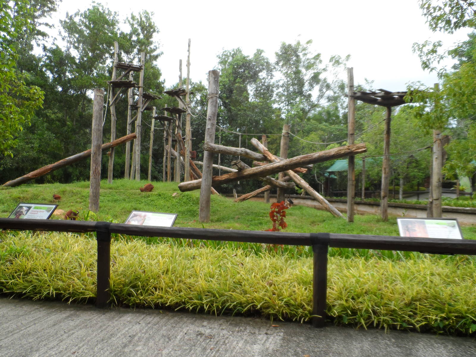 Bornean Orangutan Exhibit