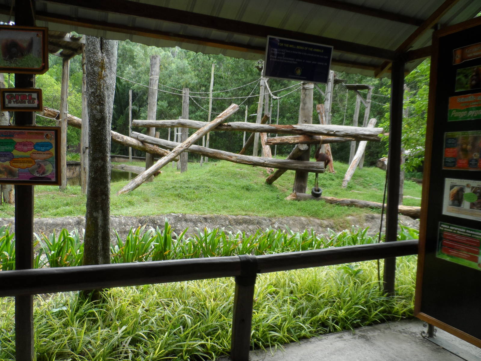 Bornean Orangutan Exhibit