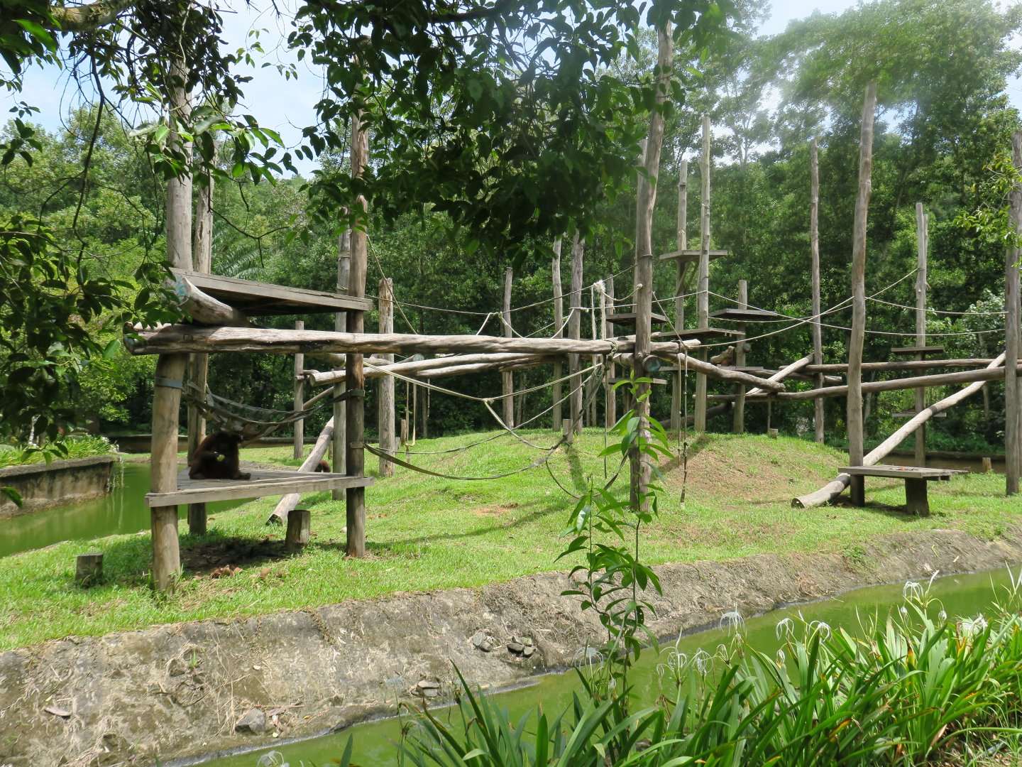 Bornean orangutan exhibit