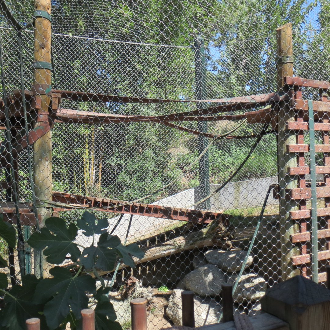Bornean Orangutan Exhibit