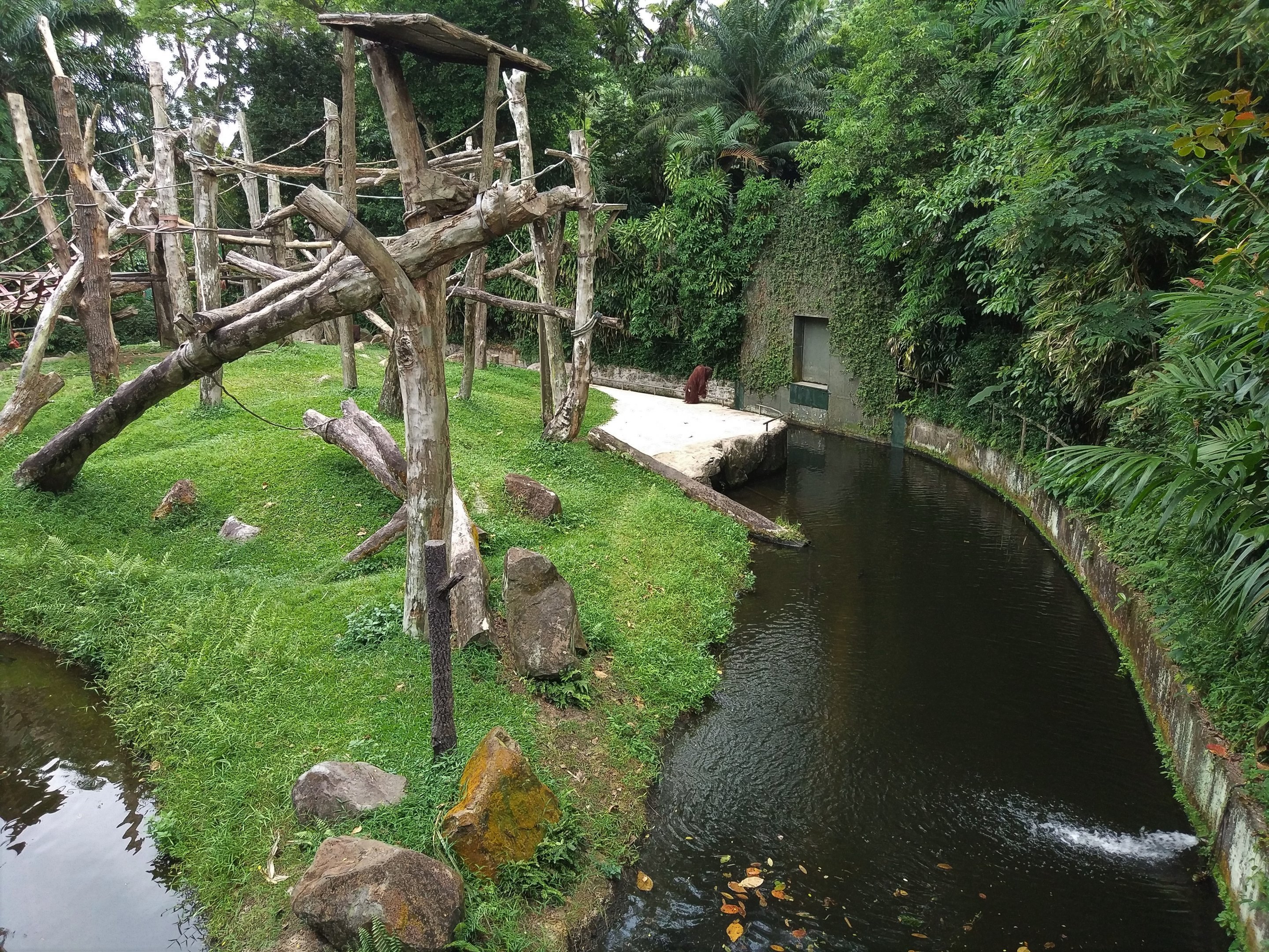 Bornean Orangutan Exhibit