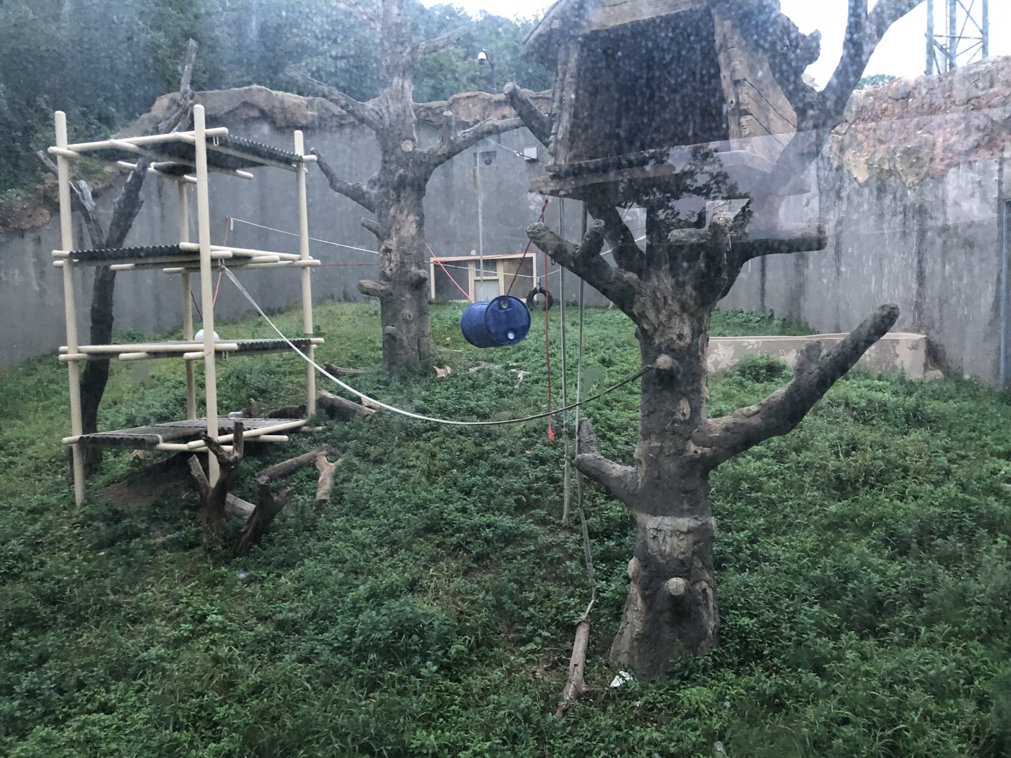 Bornean Orangutan Exhibit