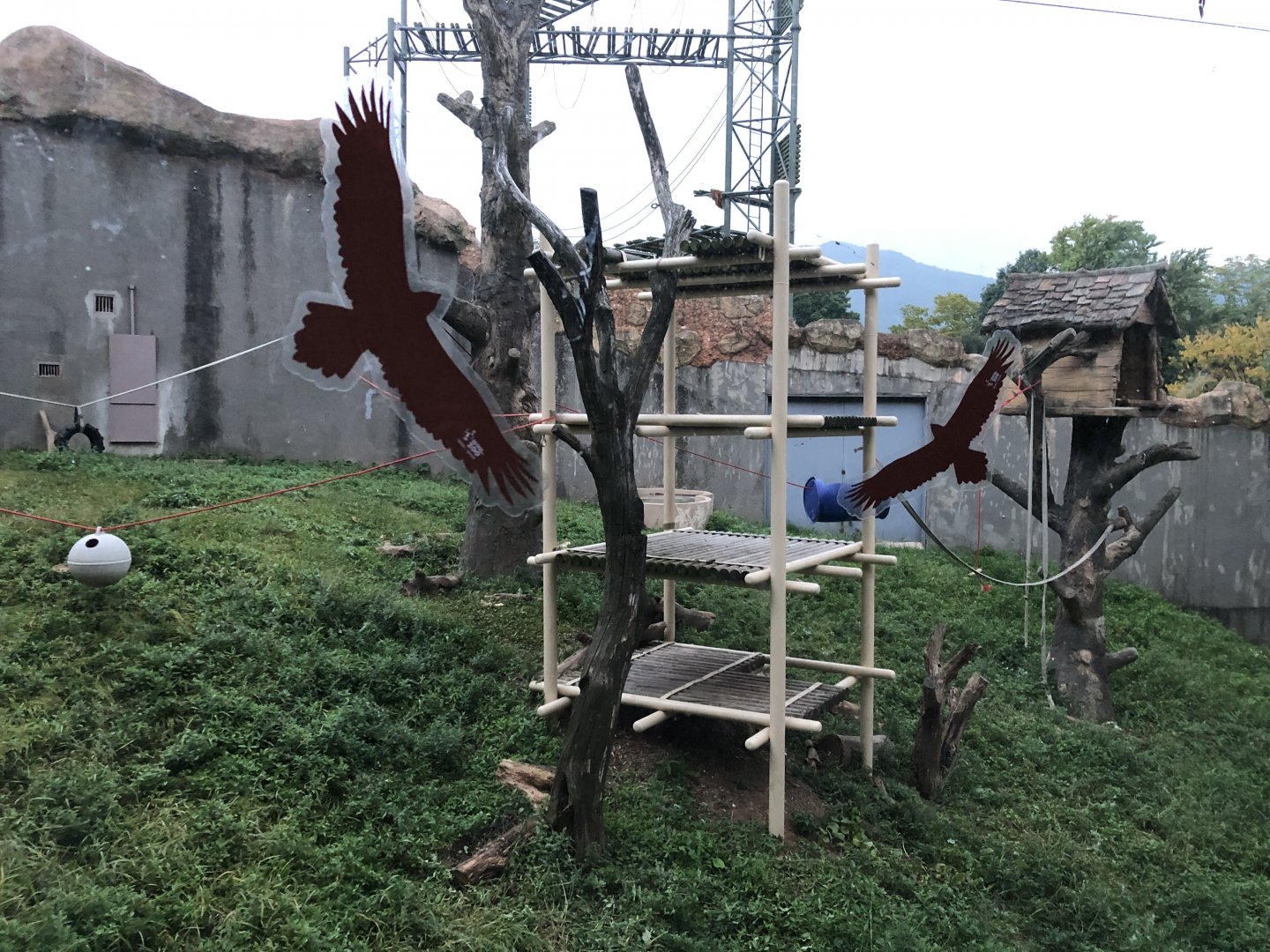 Bornean Orangutan Exhibit