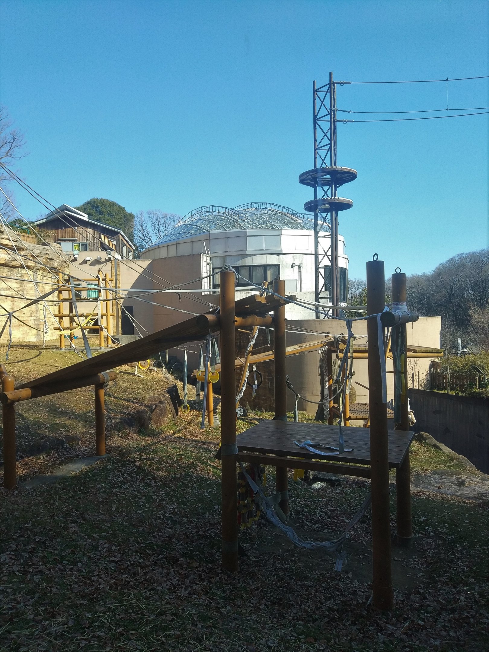 Bornean Orangutan Exhibit