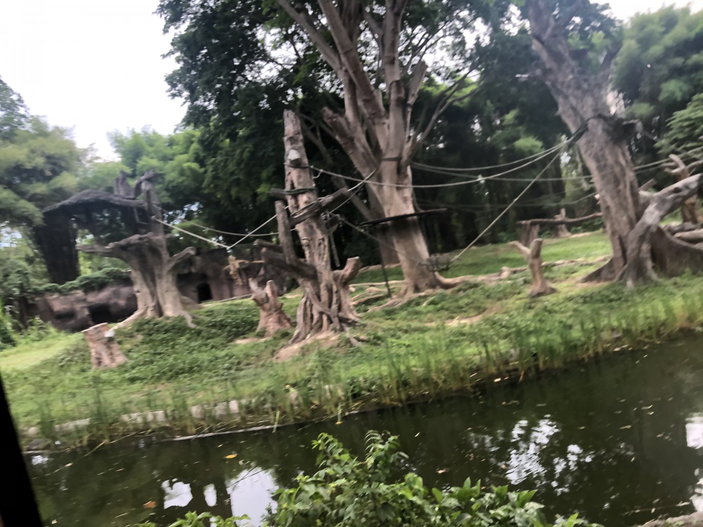 Bornean Orangutan Exhibit