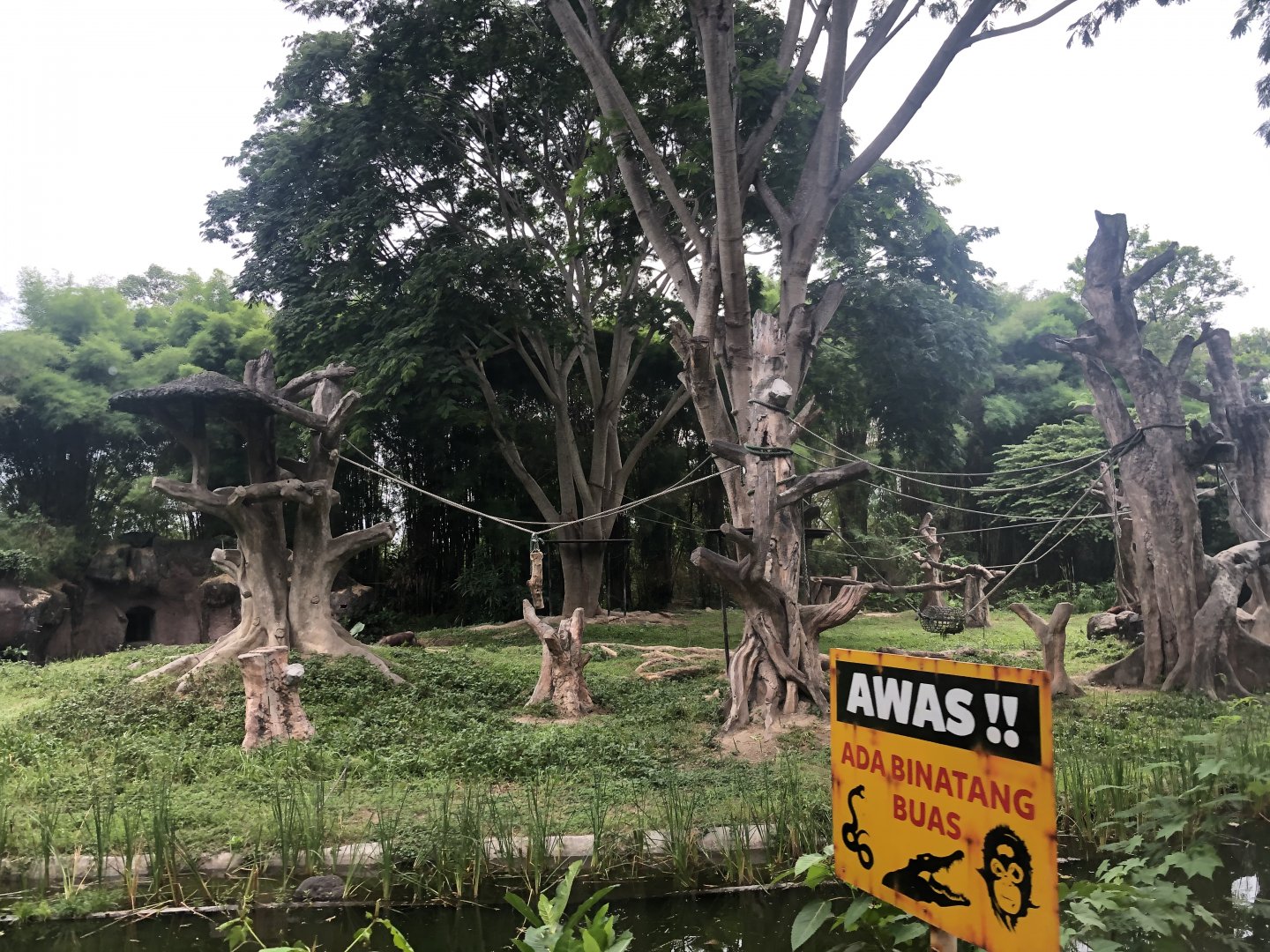 Bornean Orangutan Exhibit