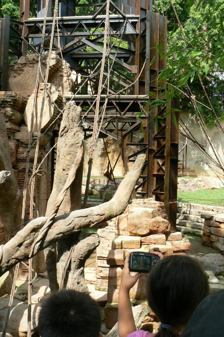 Bornean orangutan exhibit