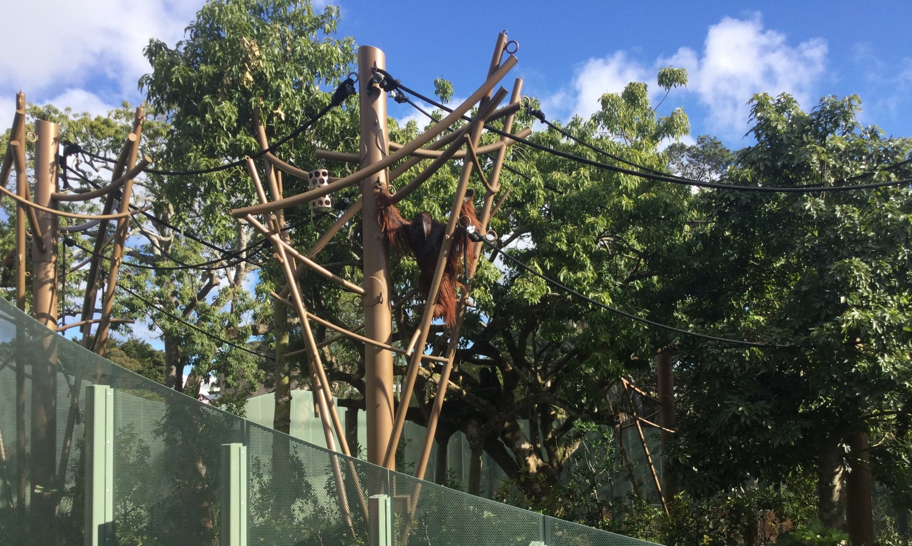 Bornean Orangutan Exhibit