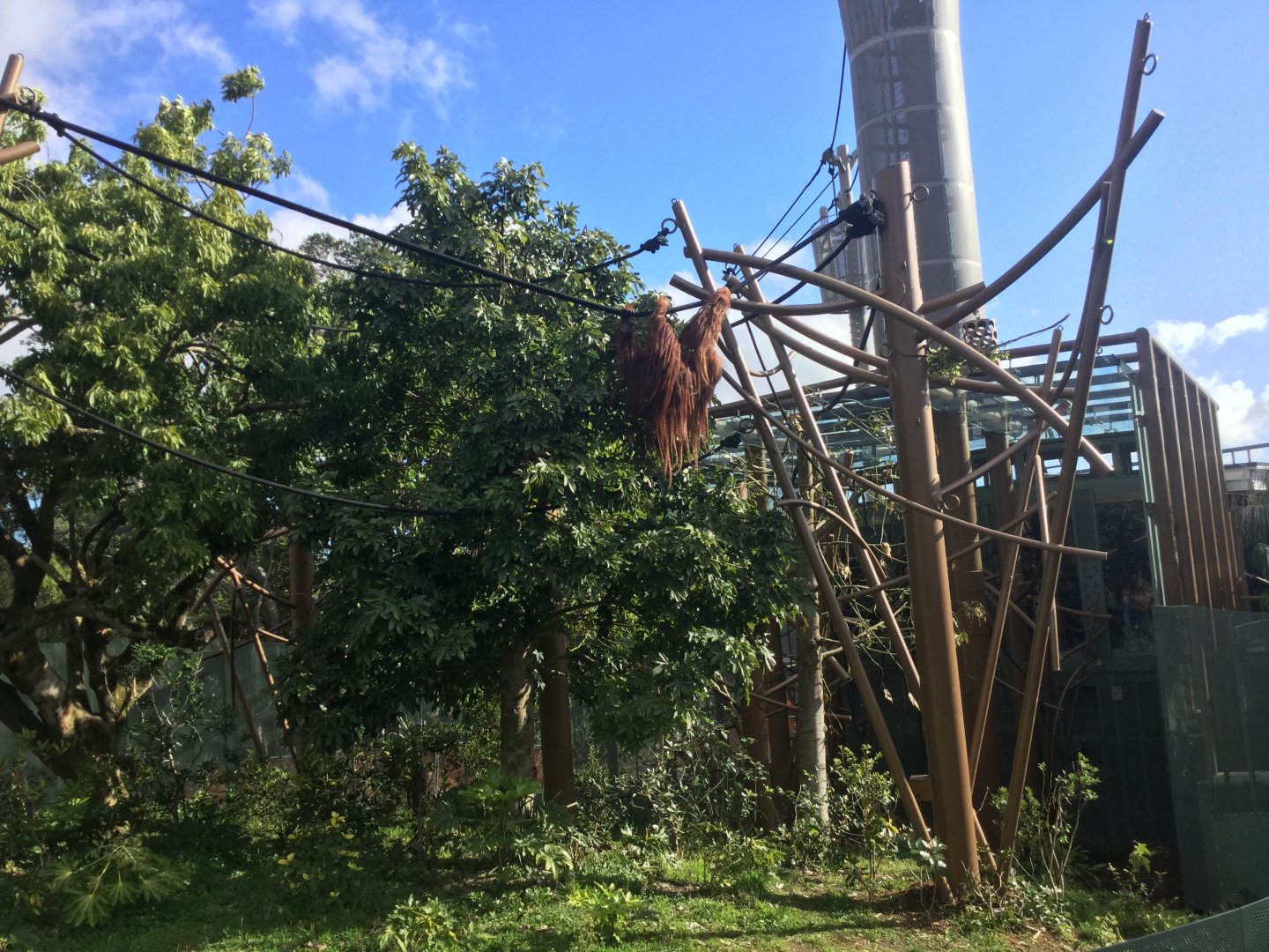 Bornean Orangutan Exhibit