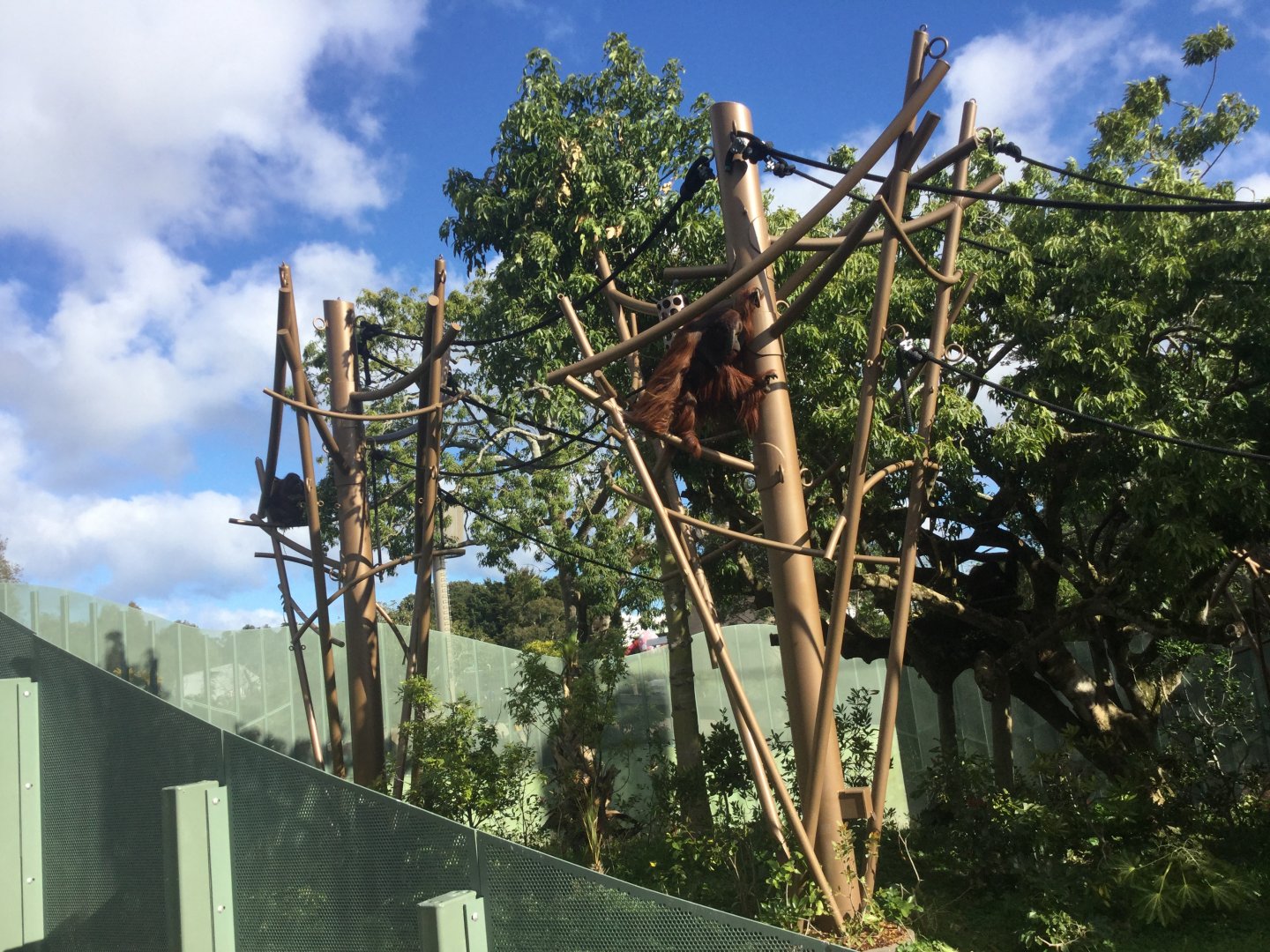 Bornean Orangutan Exhibit