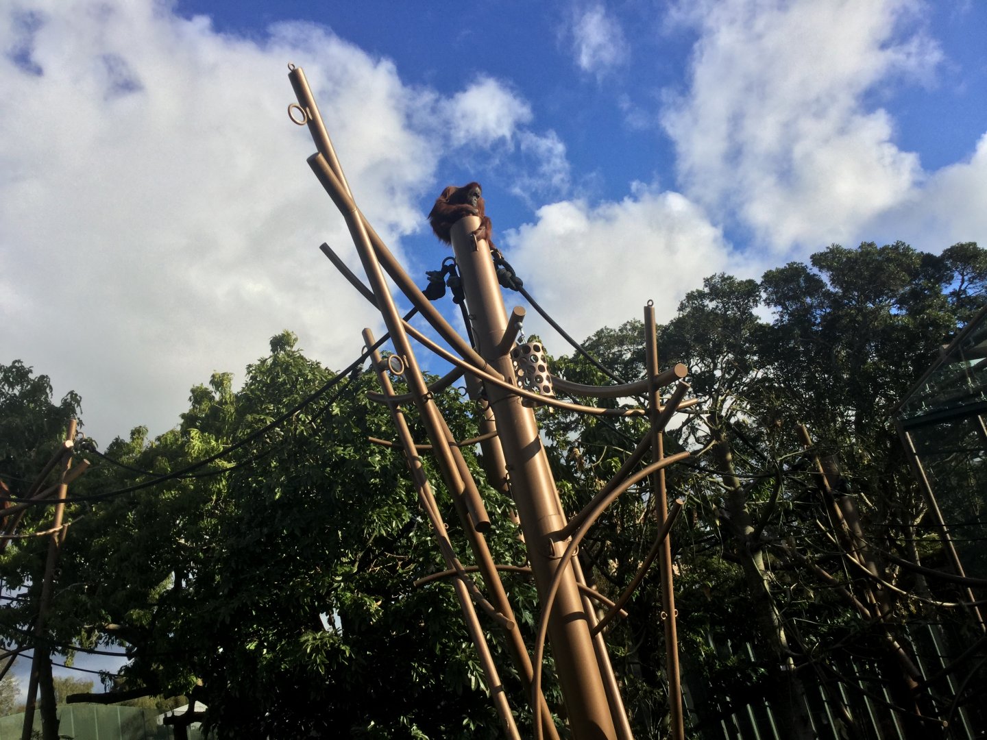 Bornean Orangutan Exhibit