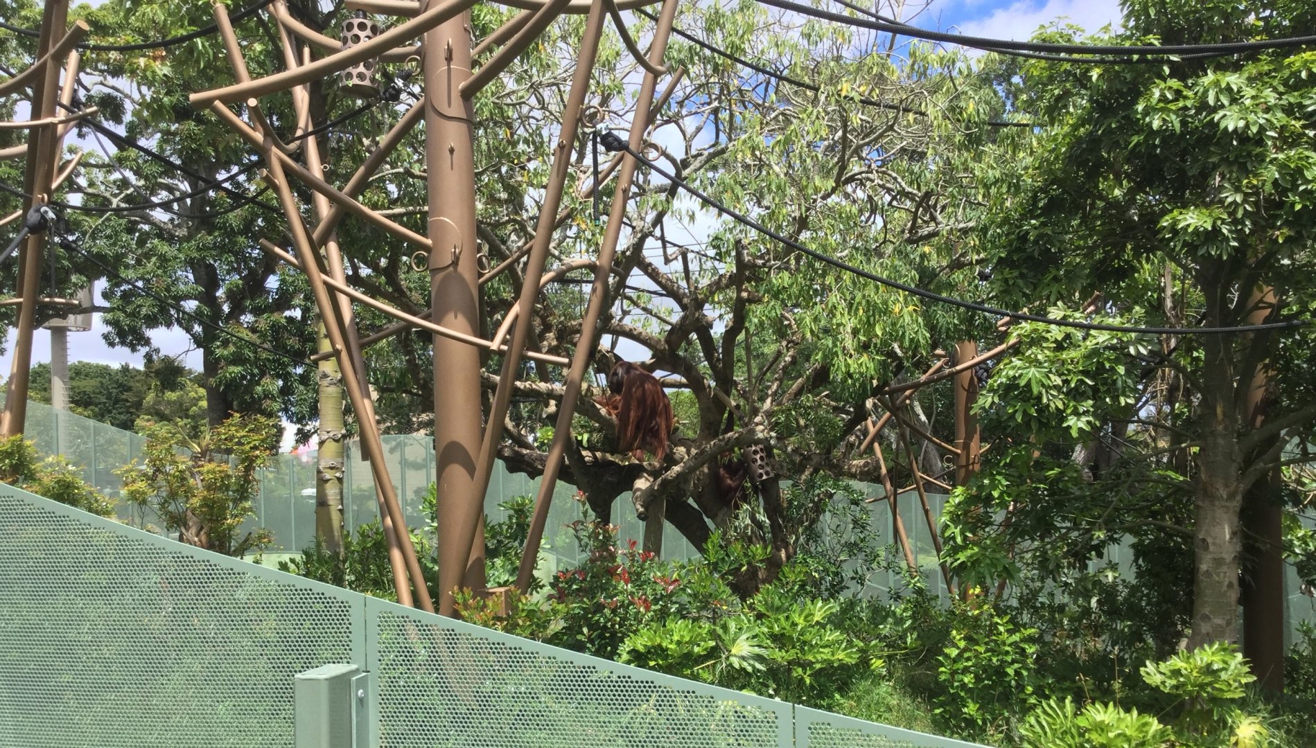 Bornean Orangutan Exhibit