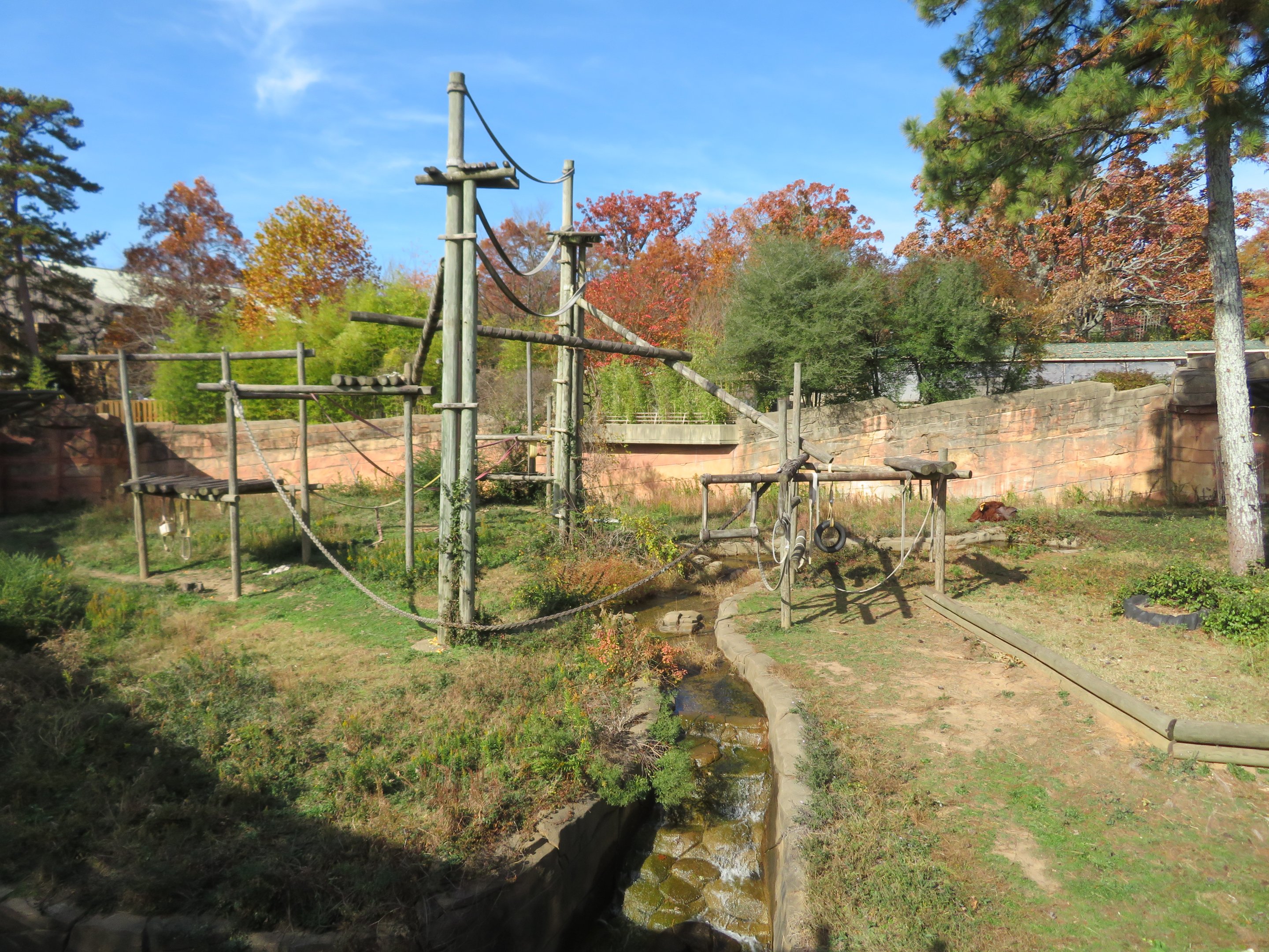 Bornean Orangutan Exhibit