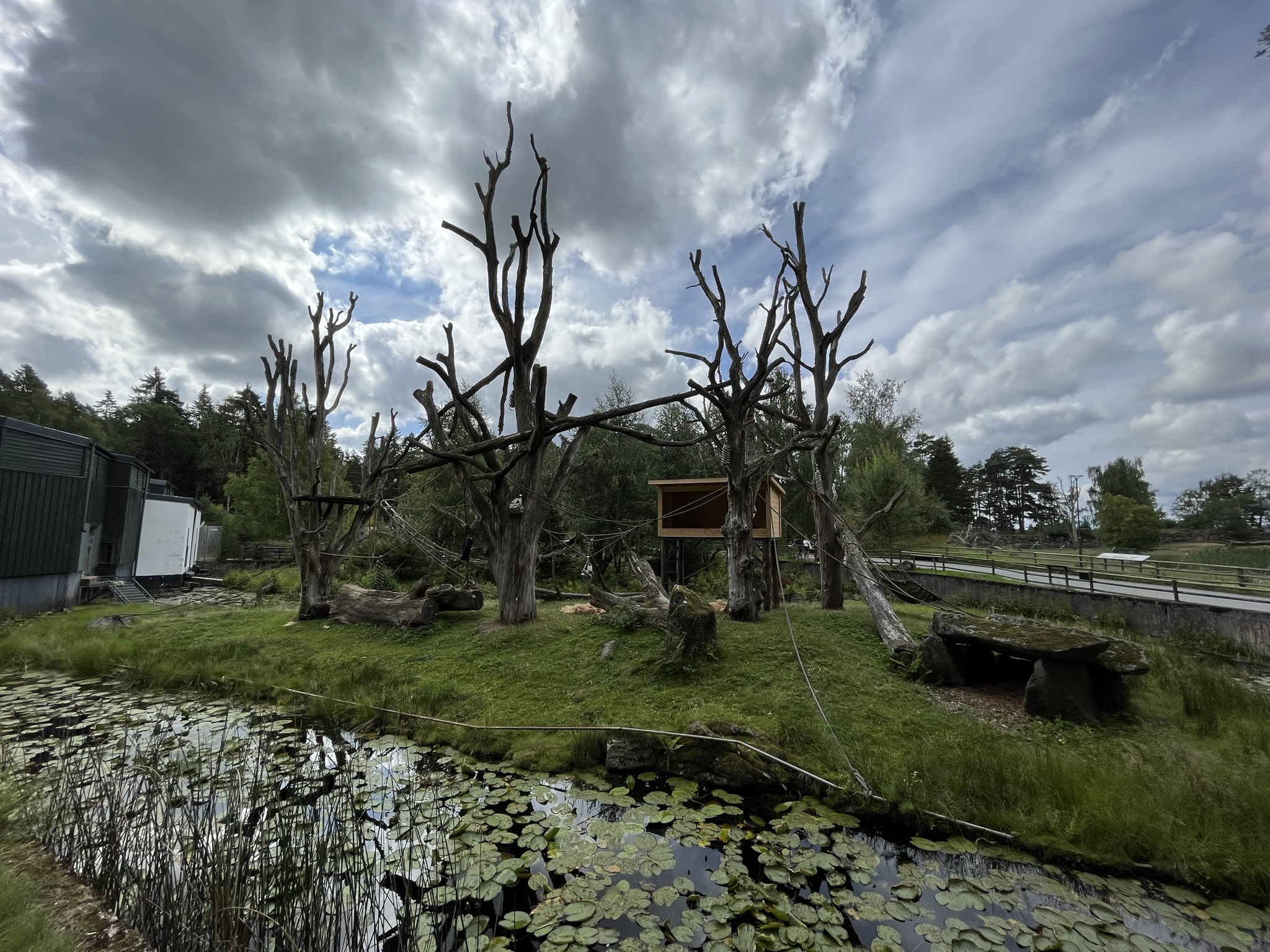 Bornean Orangutan Exhibit