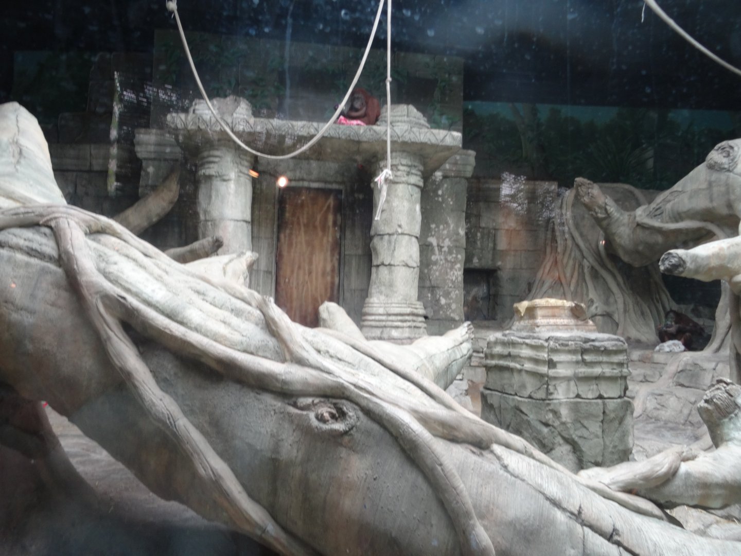 Bornean Orangutan Exhibit