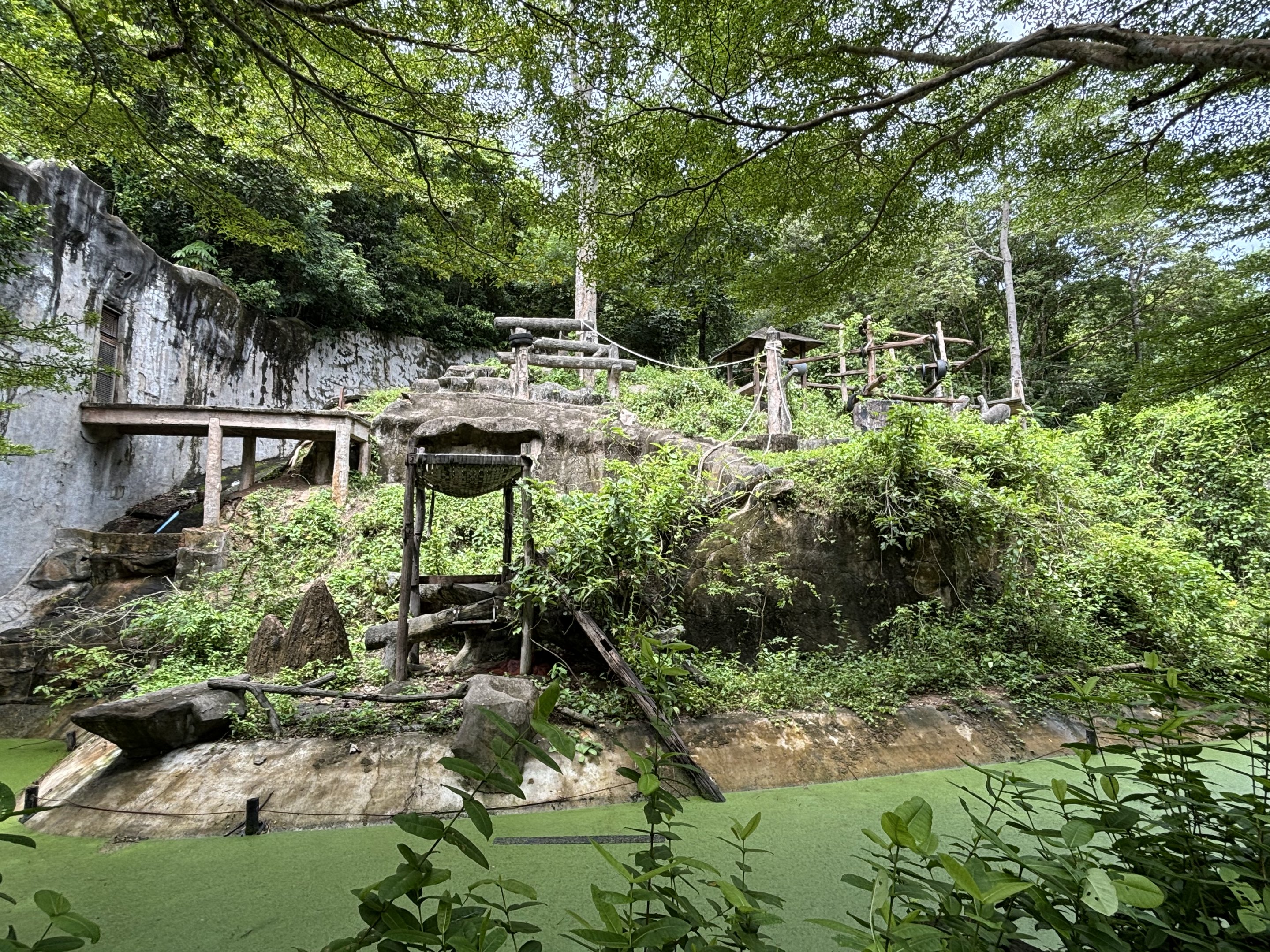 Bornean Orangutan Exhibit