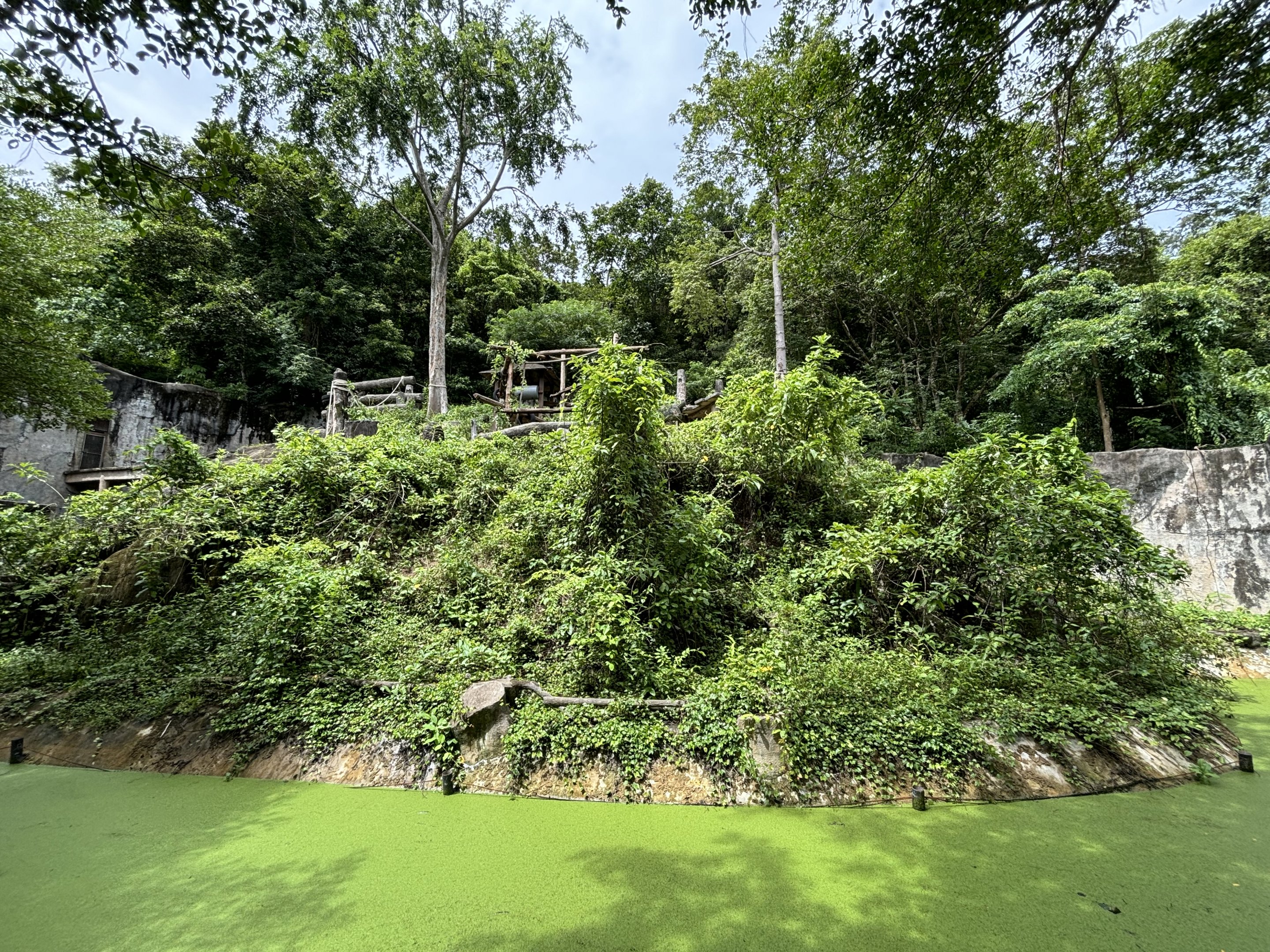Bornean Orangutan Exhibit