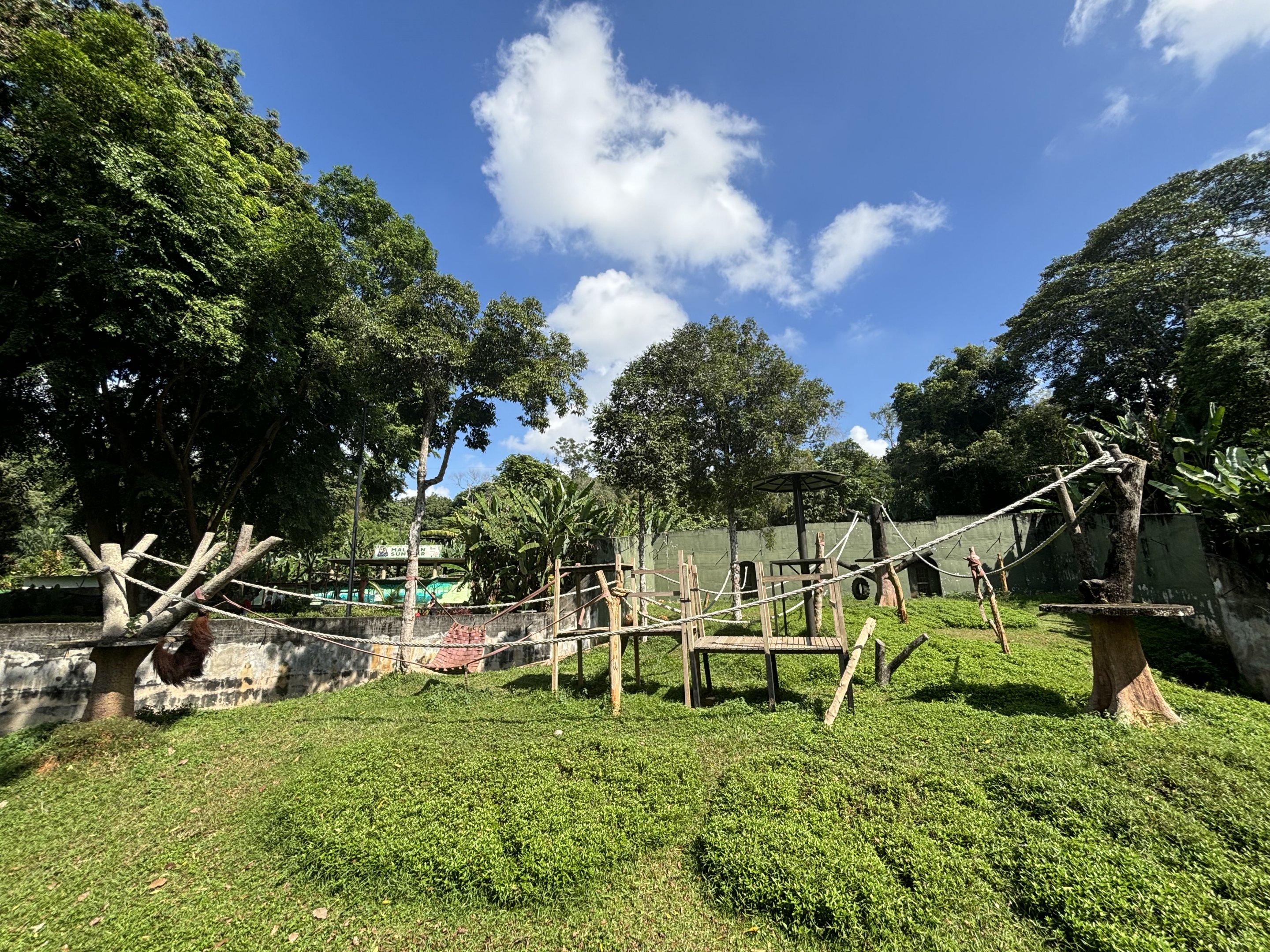 Bornean Orangutan Exhibit