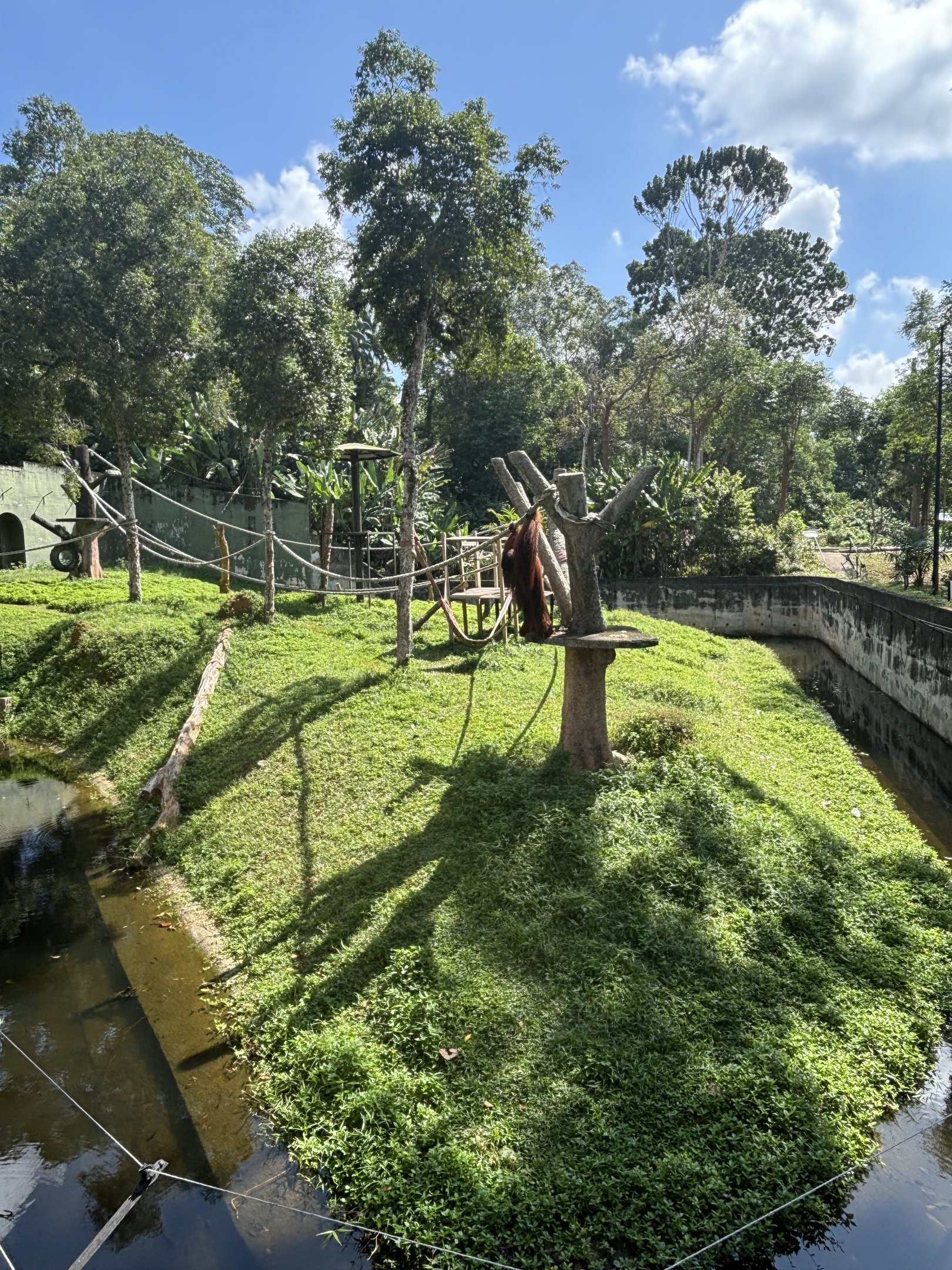 Bornean Orangutan Exhibit