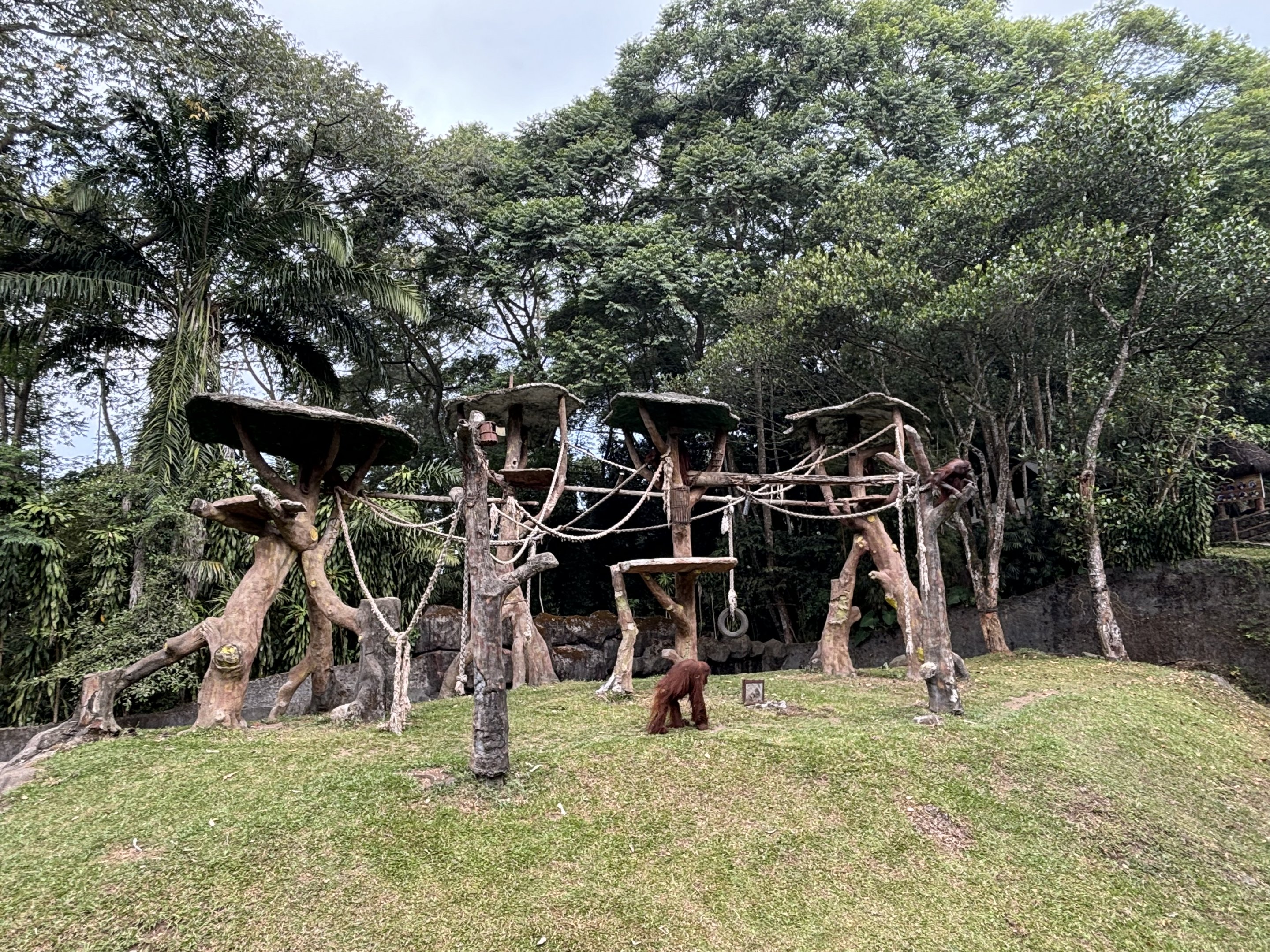 Bornean Orangutan Exhibit