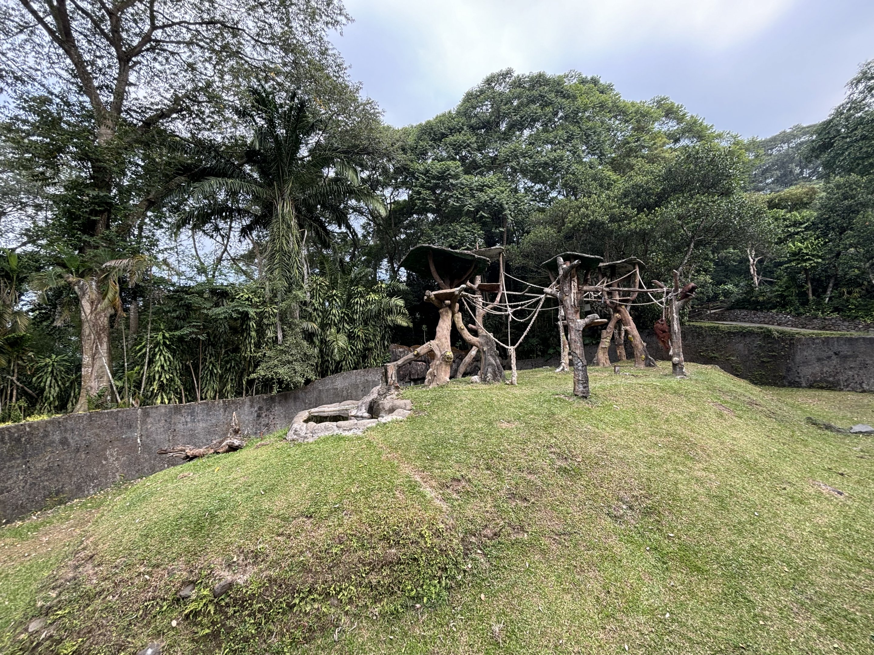 Bornean Orangutan Exhibit