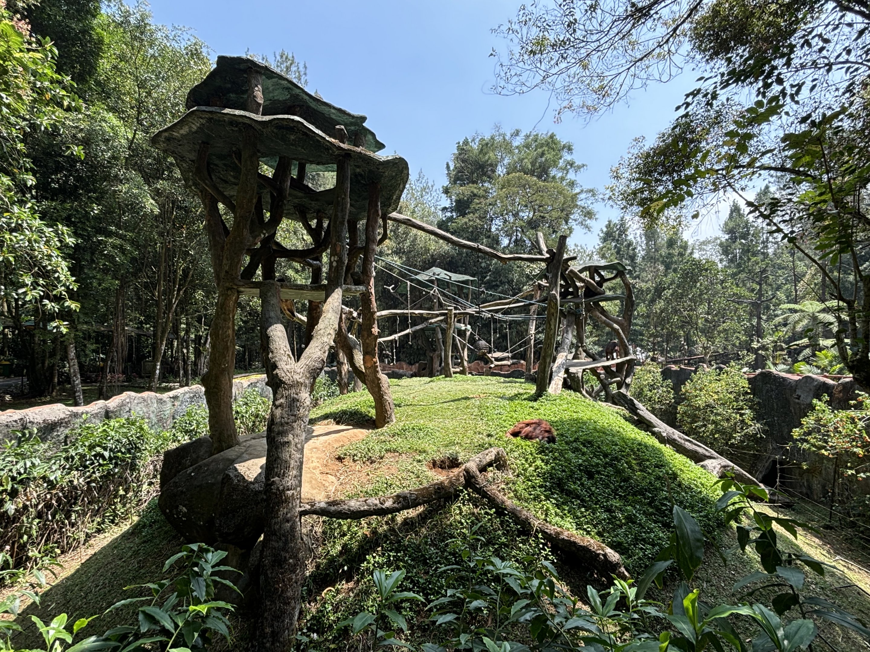 Bornean Orangutan Exhibit
