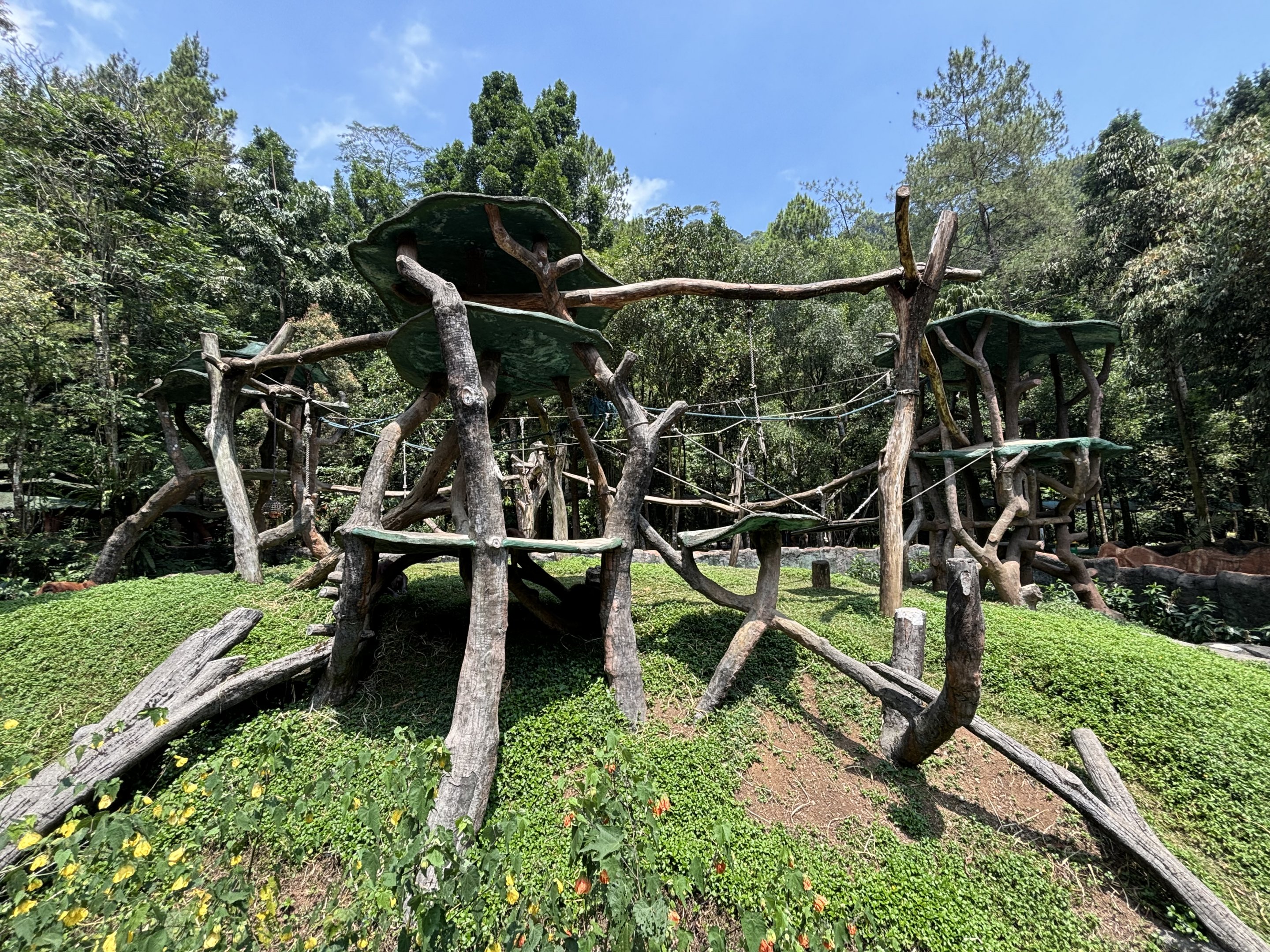 Bornean Orangutan Exhibit