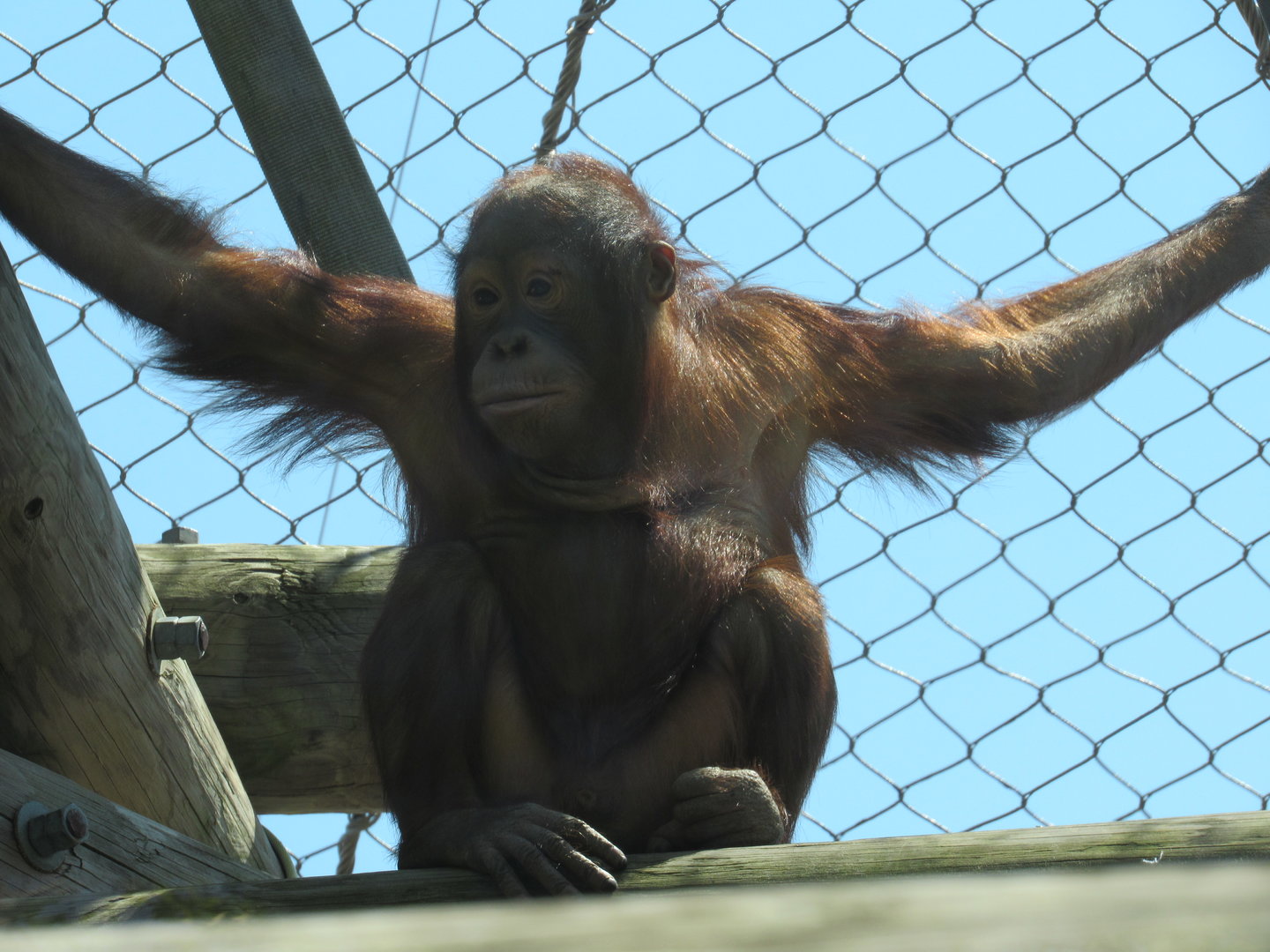 Bornean Orangutan Fajar - 5/9/23