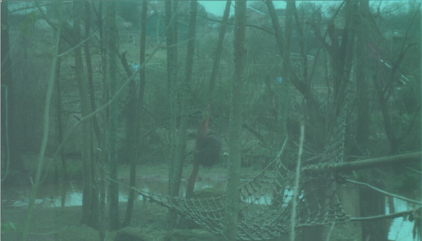 Bornean Orangutan, February 2003