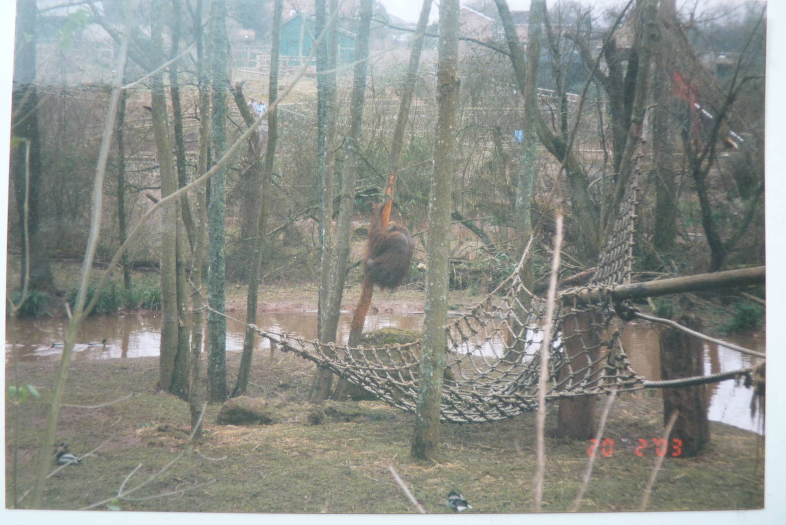Bornean Orangutan, February 2003