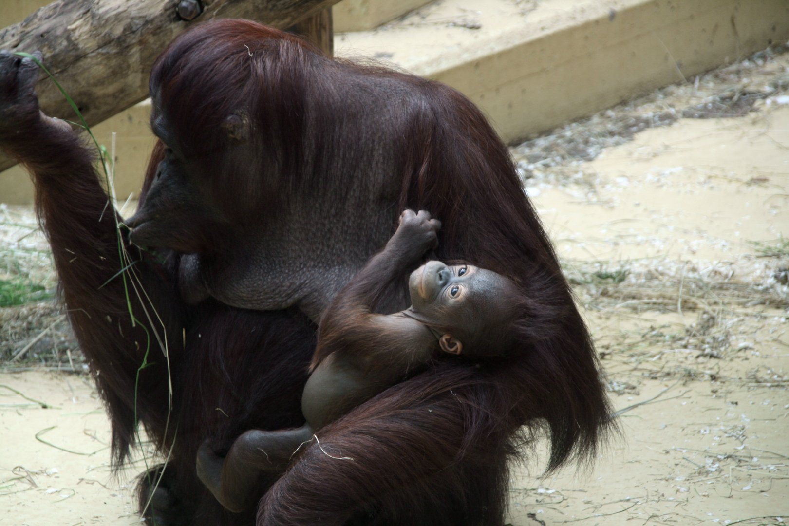 Bornean orangutan female with baby