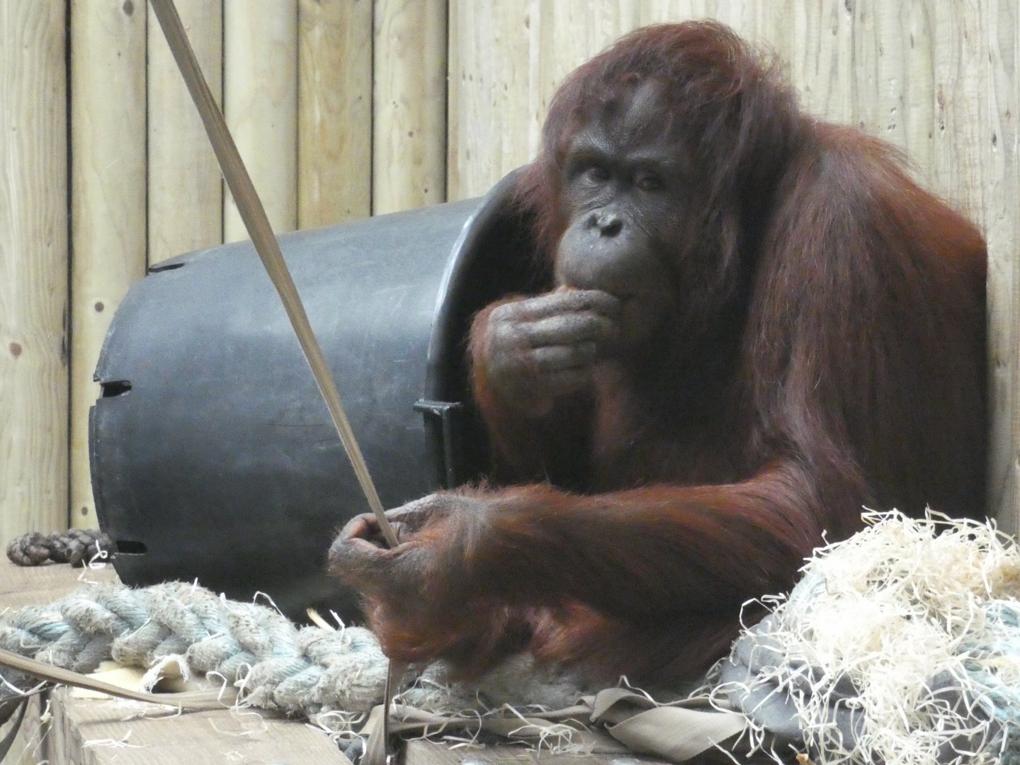 Bornean Orangutan female