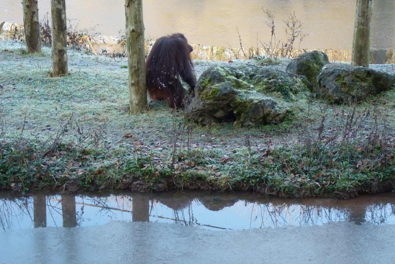 Bornean Orangutan, Gambira. January 2017
