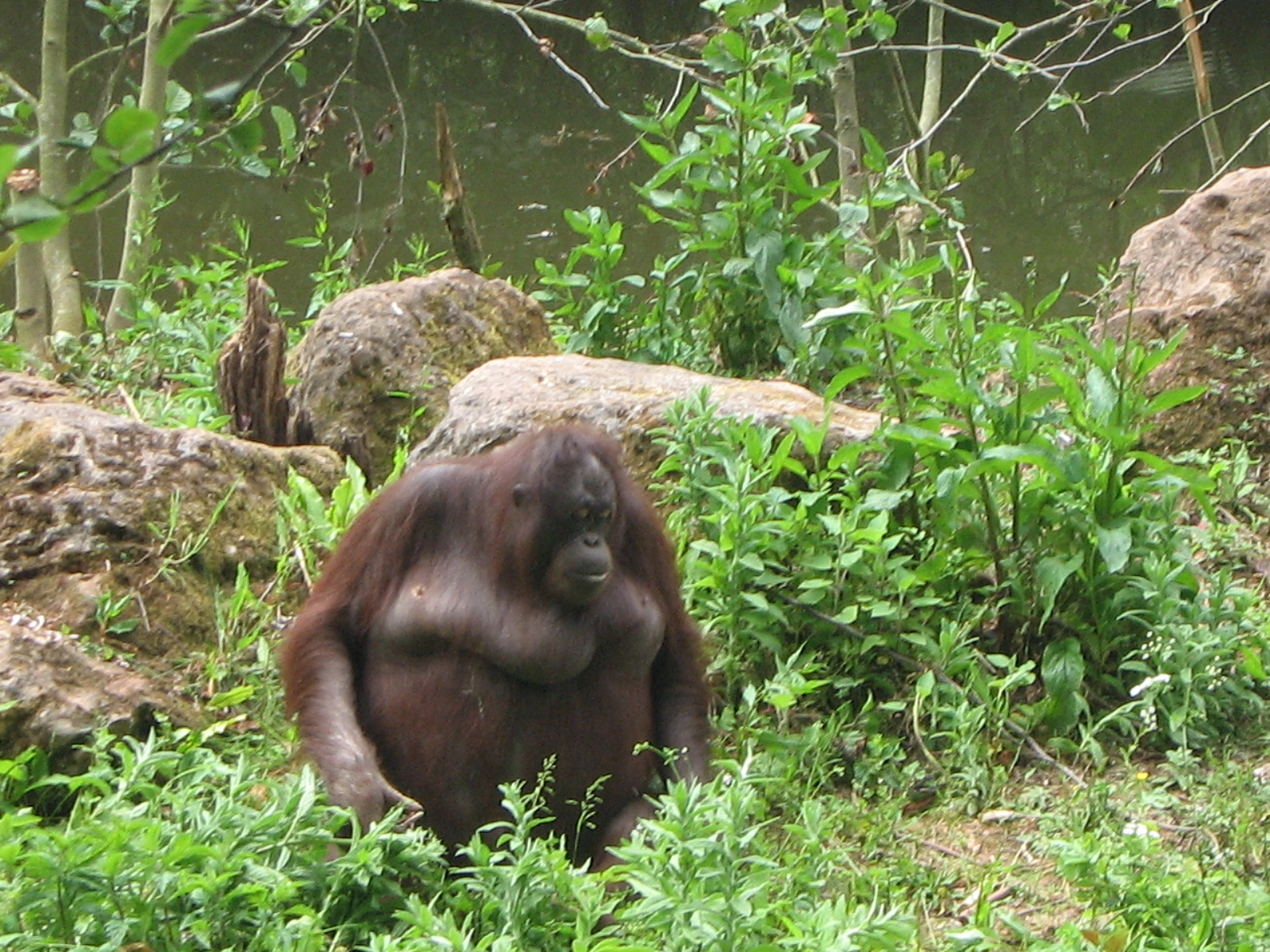 Bornean Orangutan, Gambira, Paignton June 2009