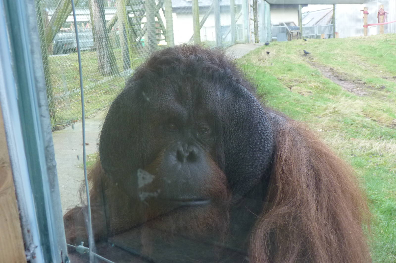 Bornean Orangutan, Gordon, 30 December 2012