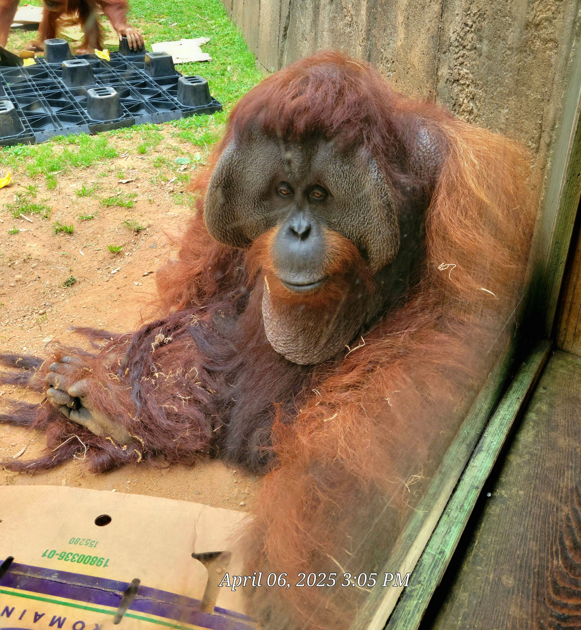 Bornean Orangutan  - Greenville Zoo  - April 2025