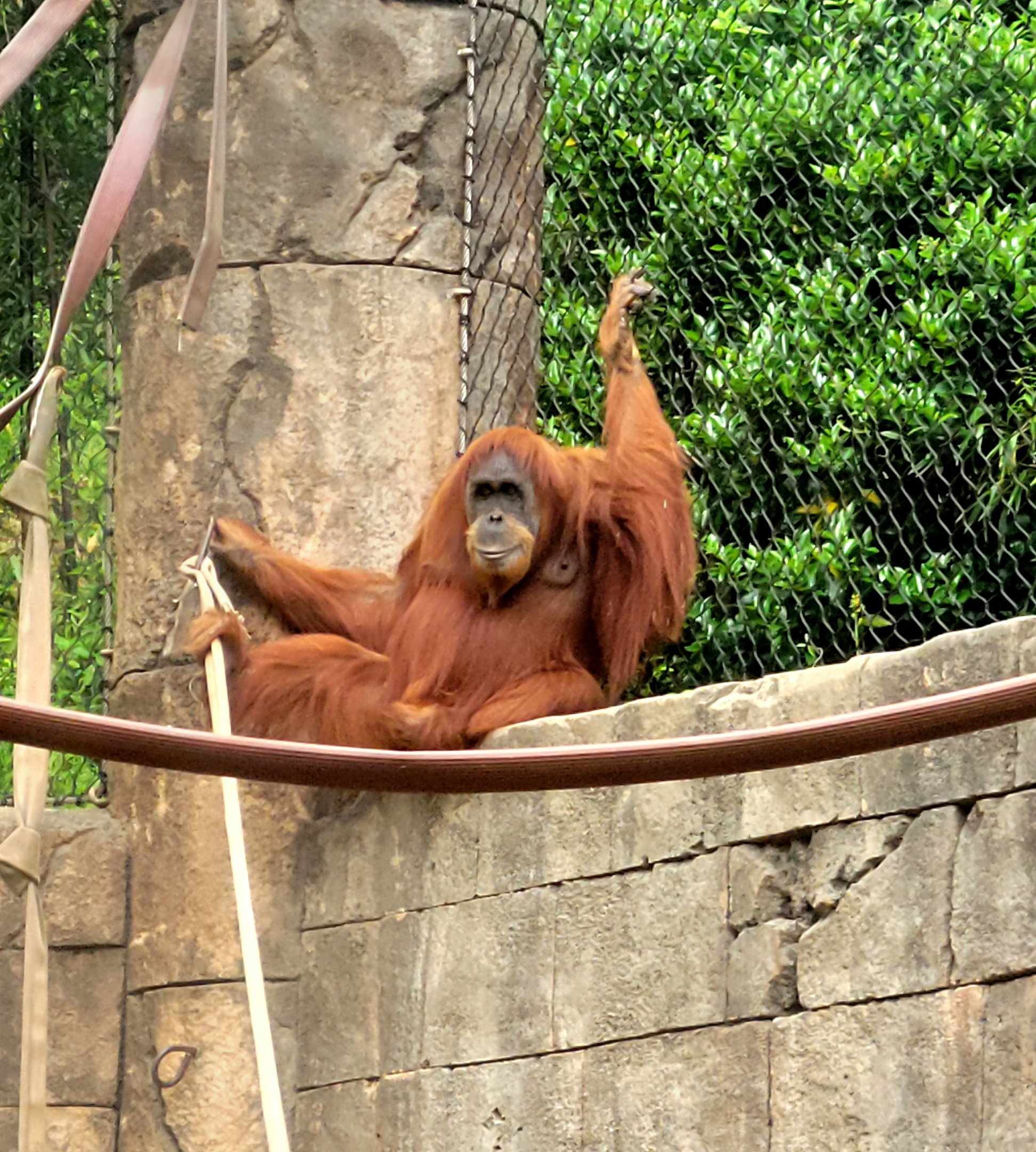 Bornean Orangutan-Greenville Zoo-April 2025