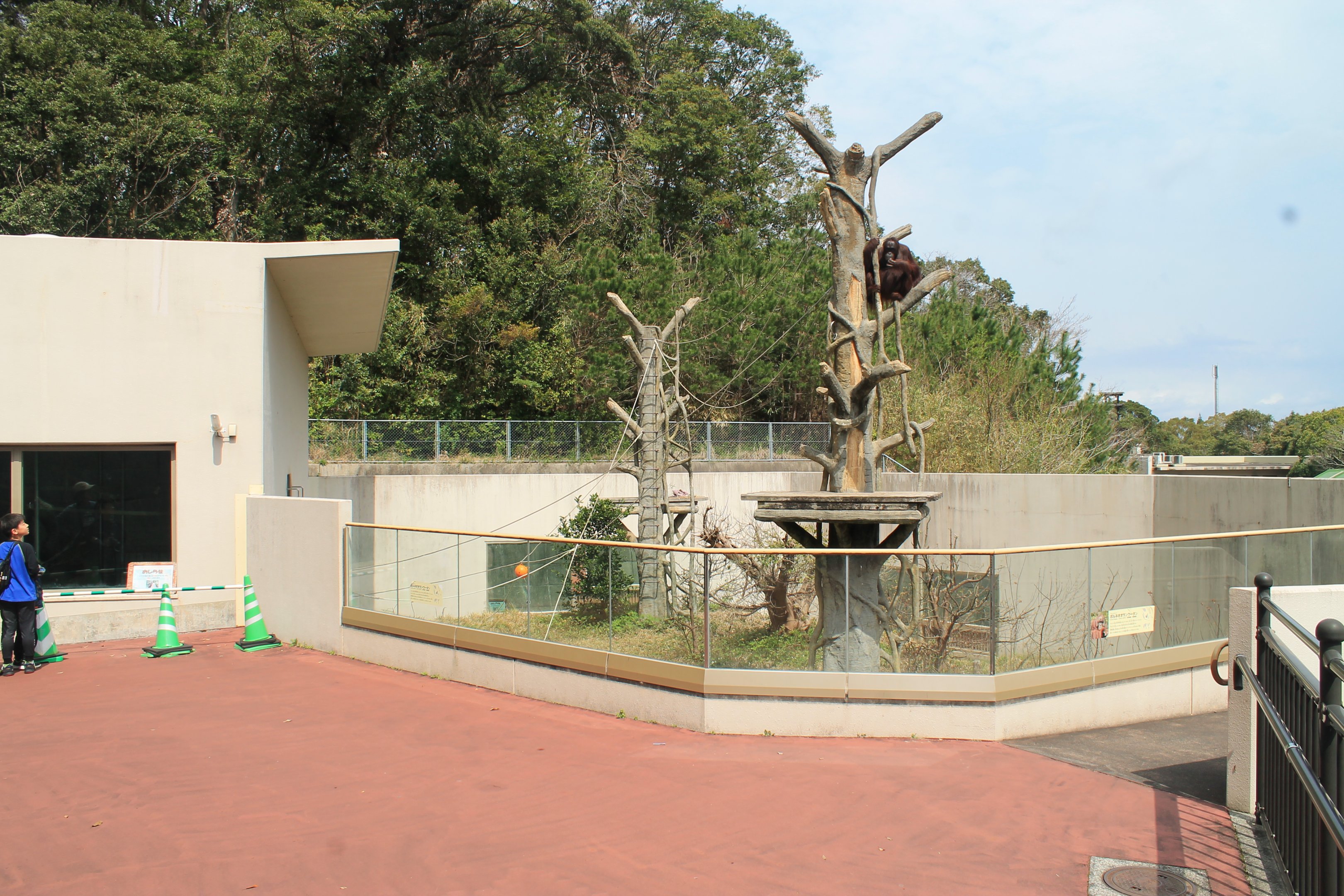 Bornean Orangutan - Hirakawa Zoo (Kagoshima)