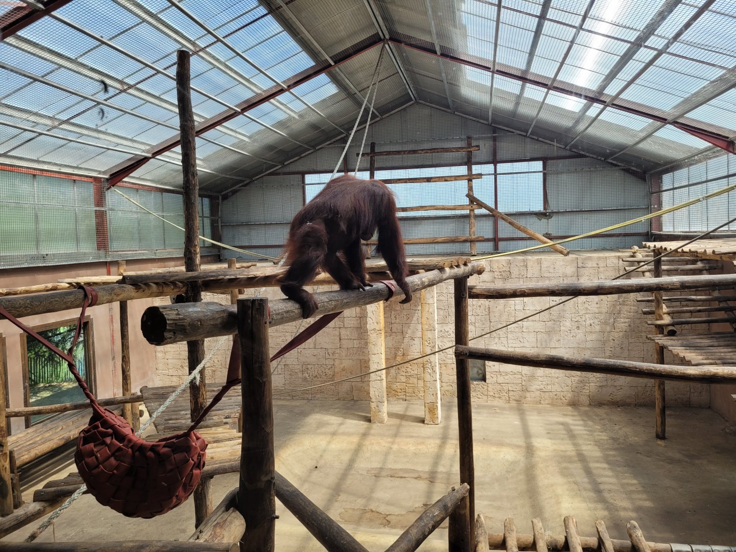 Bornean orangutan house upper view -Zoo du bassin d'Arcachon (2024)