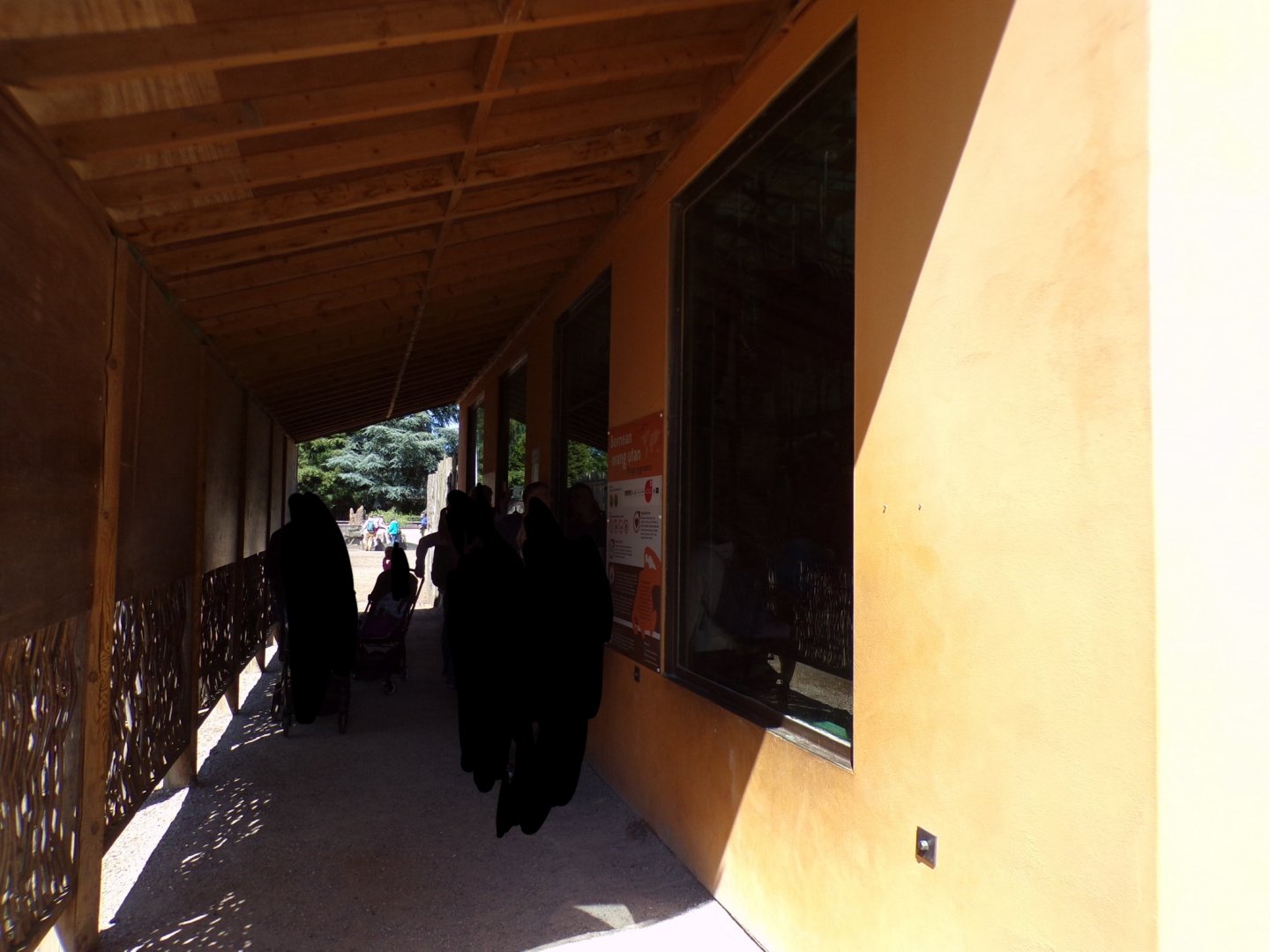 Bornean orangutan house viewing area 7.7.24