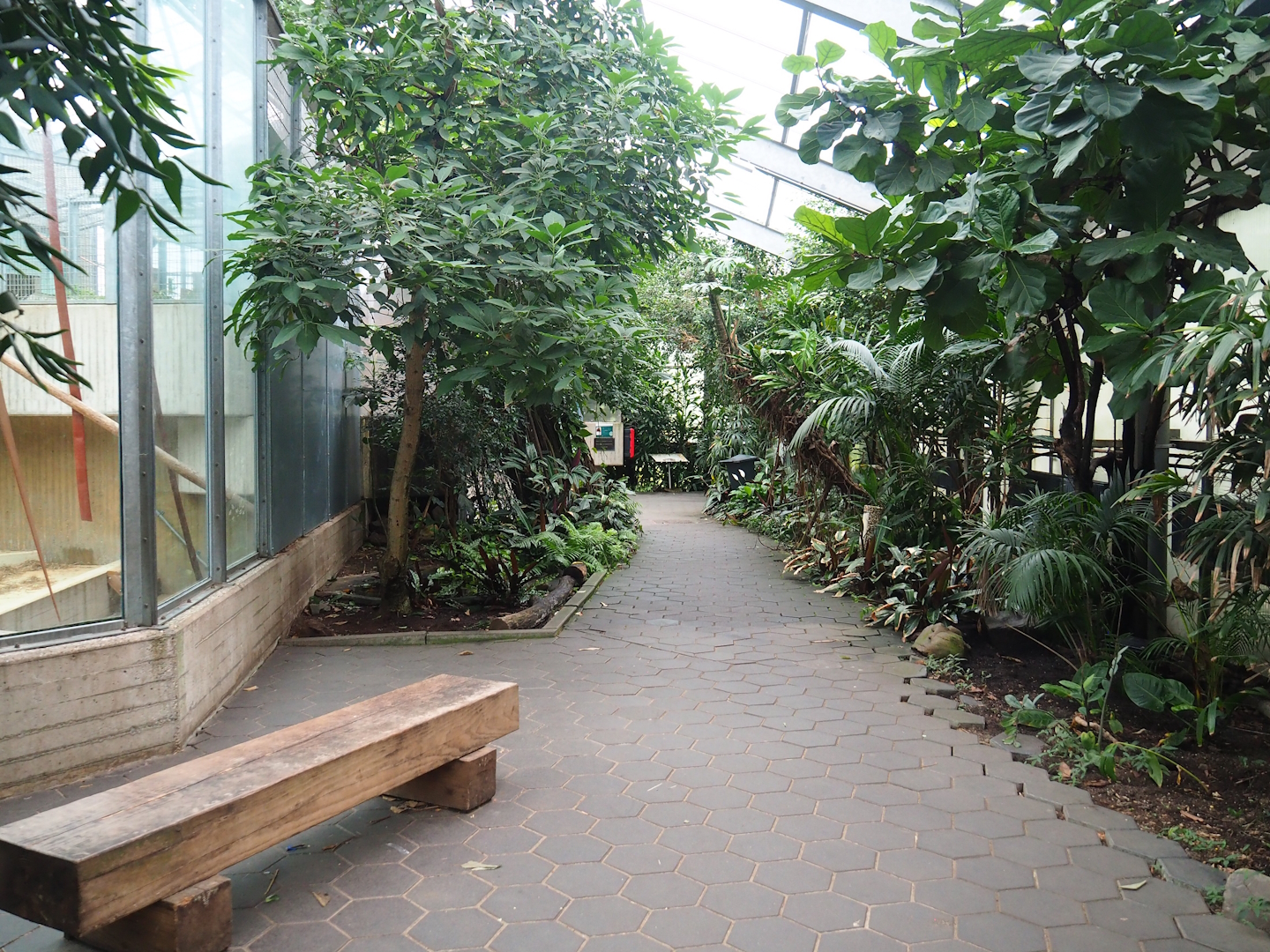 Bornean orangutan house visitor area, 2023-08-17