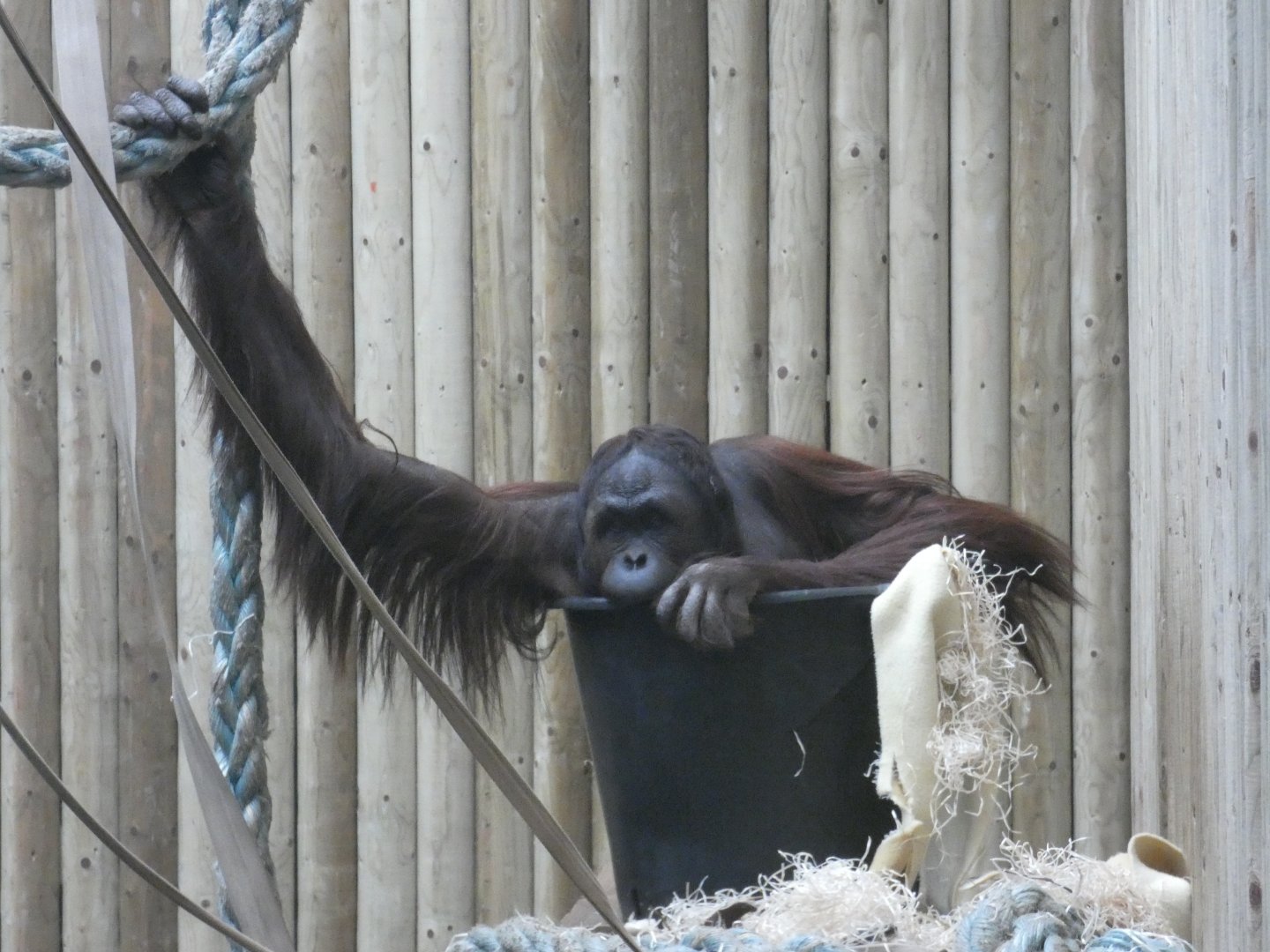Bornean Orangutan in bucket