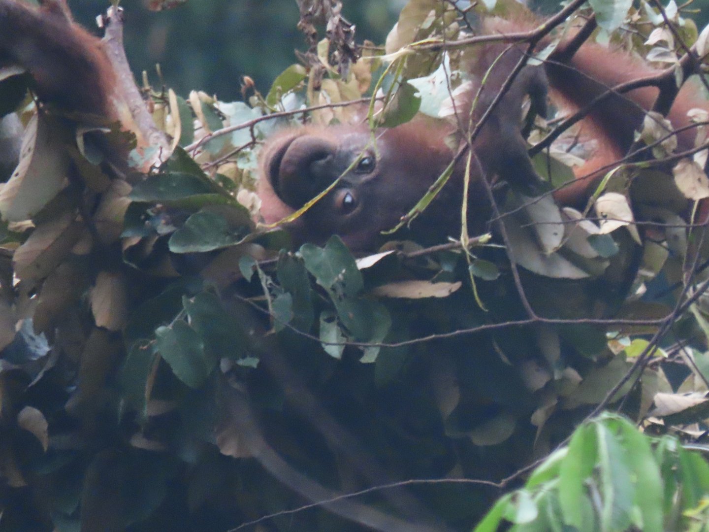 Bornean orangutan in nest