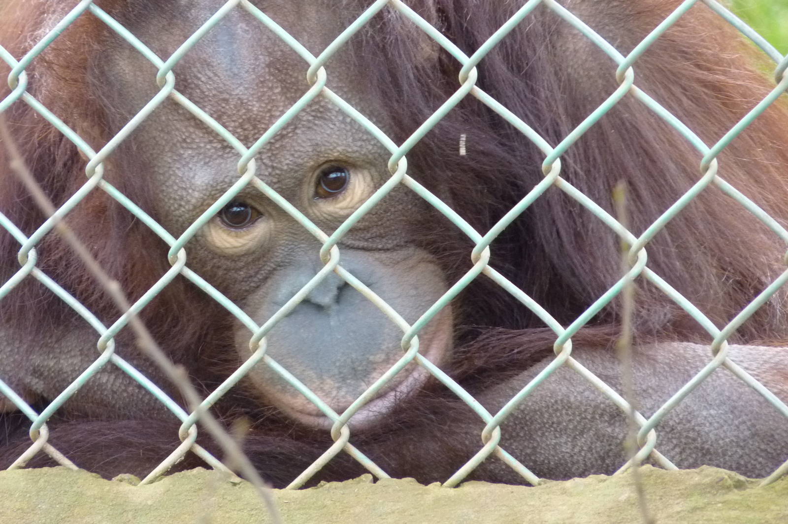 Bornean Orangutan in the Nursery, 30 December 2012